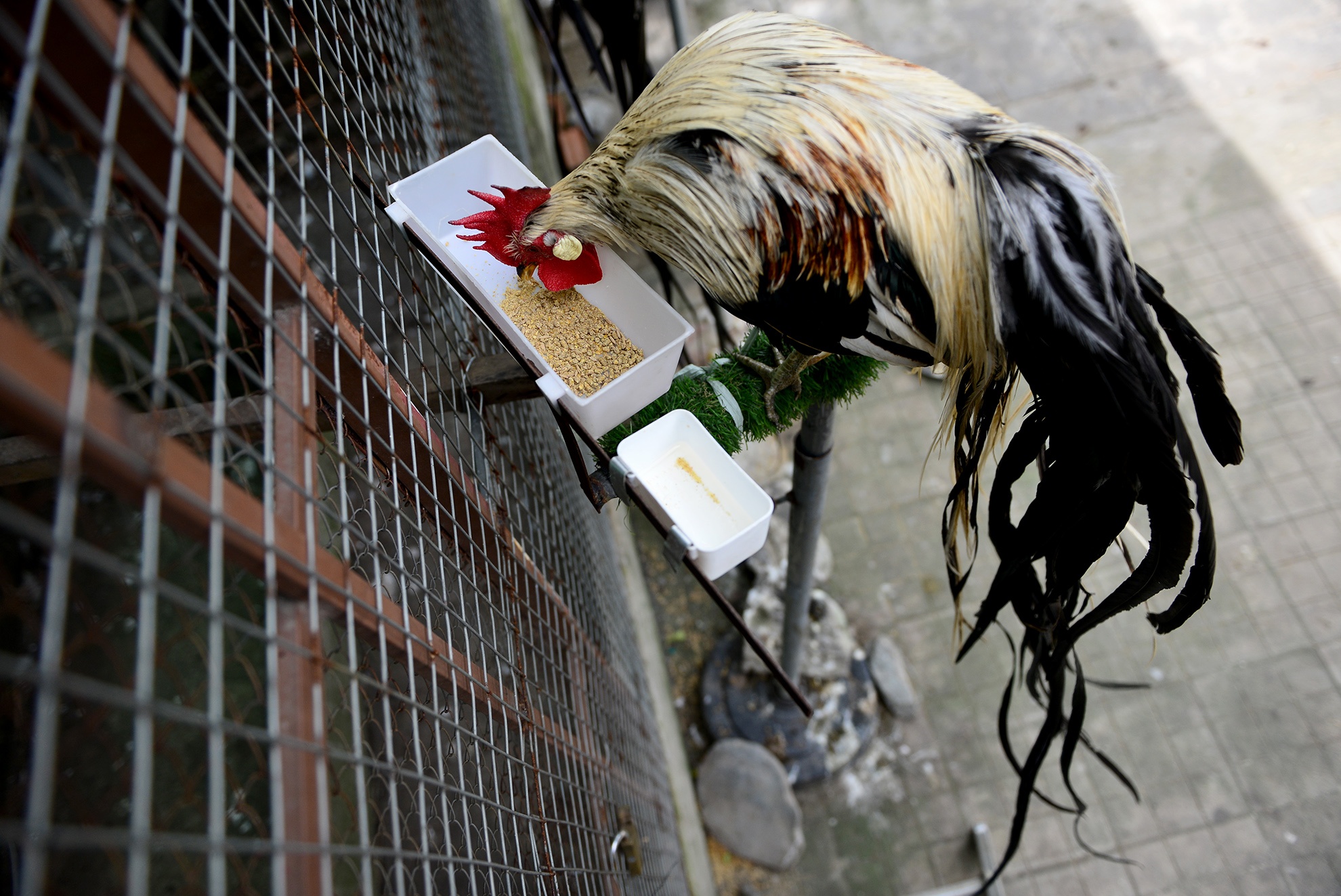 cap ga duoi dai gan 2m anh 10