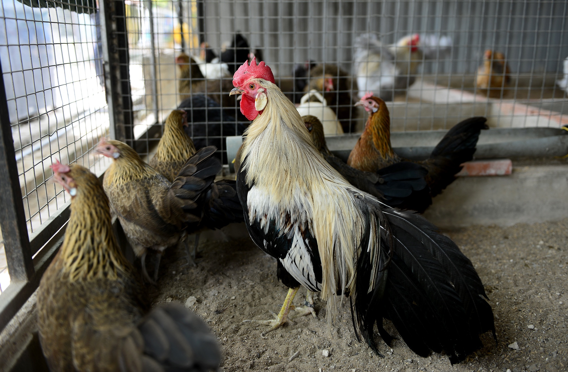 cap ga duoi dai gan 2m anh 13