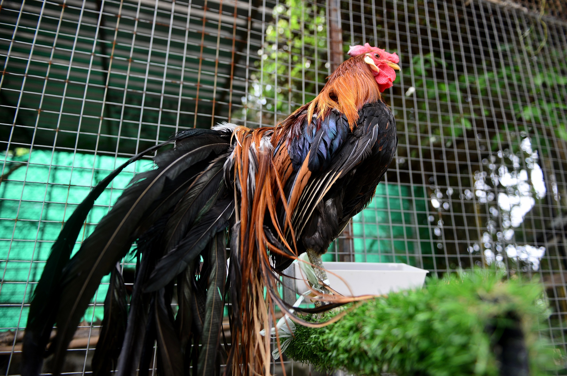 cap ga duoi dai gan 2m anh 3