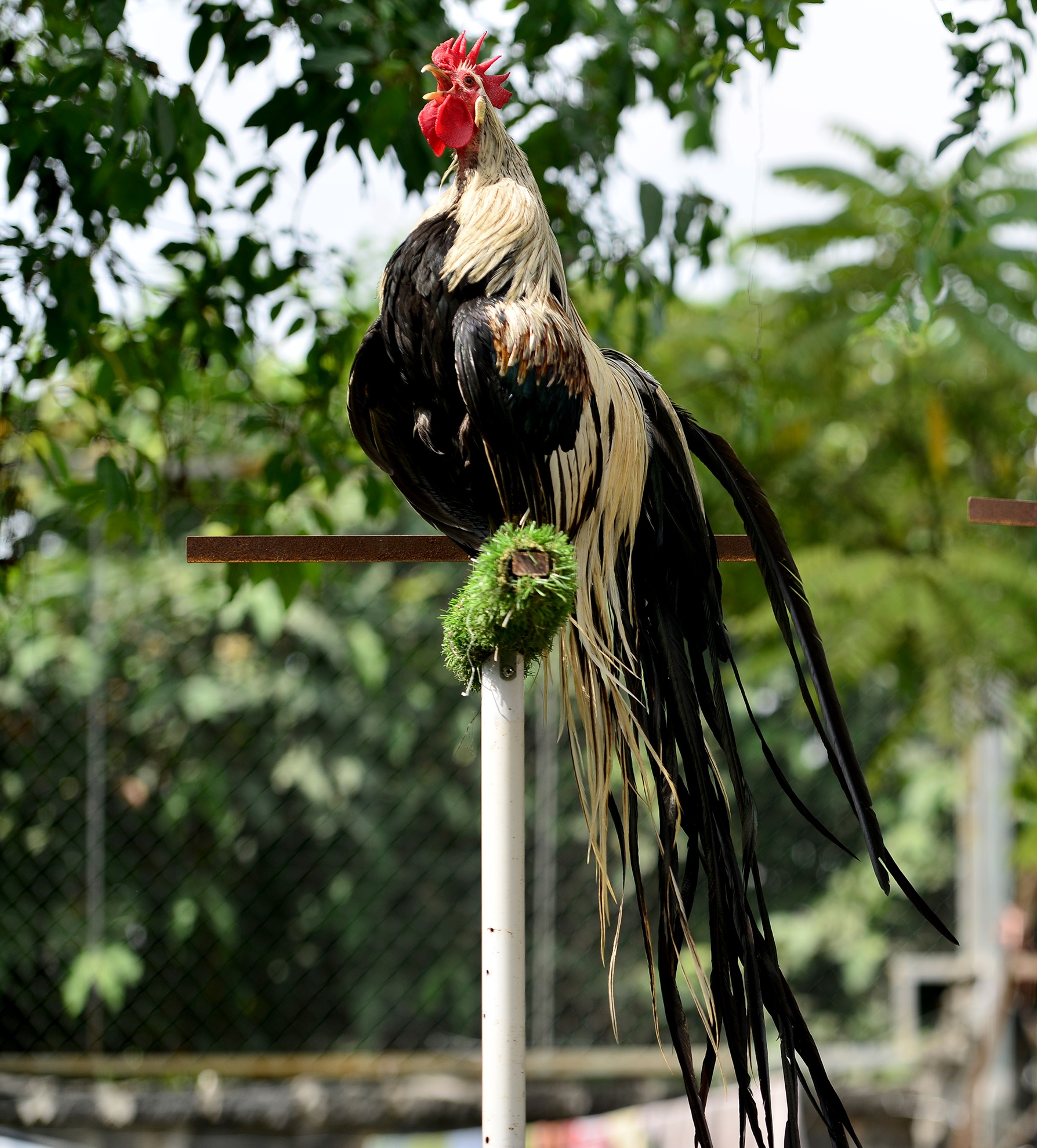 cap ga duoi dai gan 2m anh 4