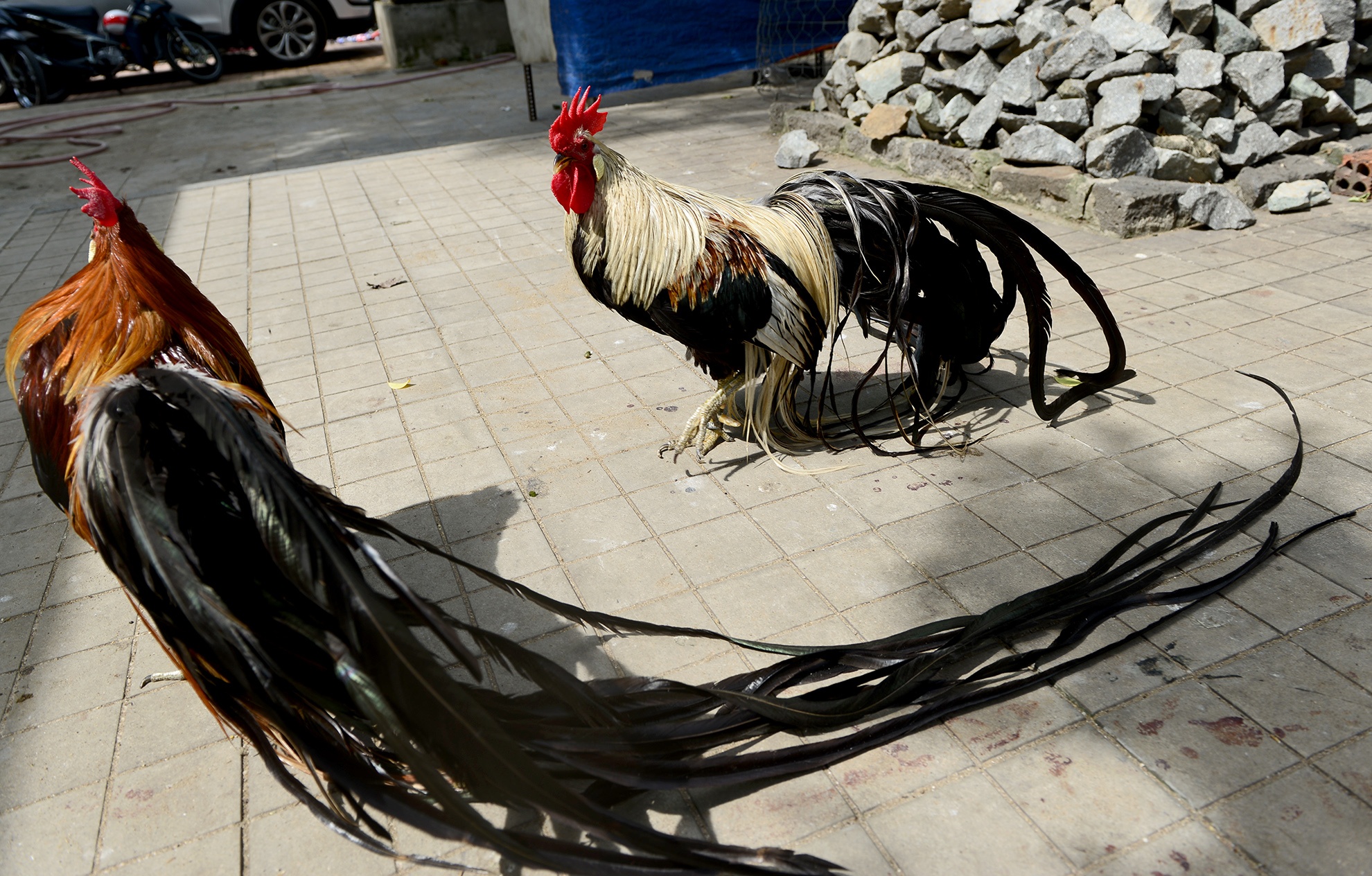 cap ga duoi dai gan 2m anh 6