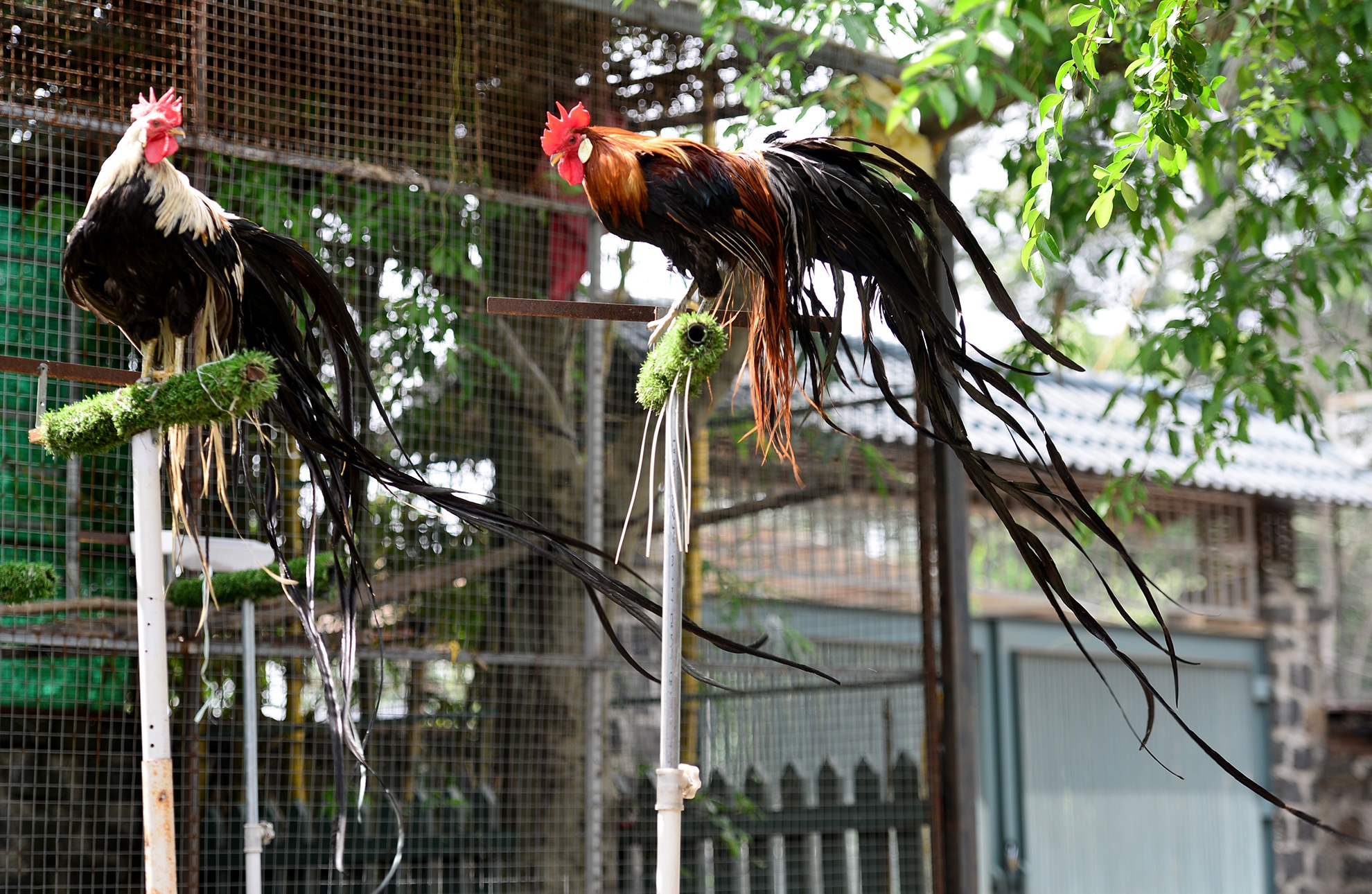 cap ga duoi dai gan 2m anh 7