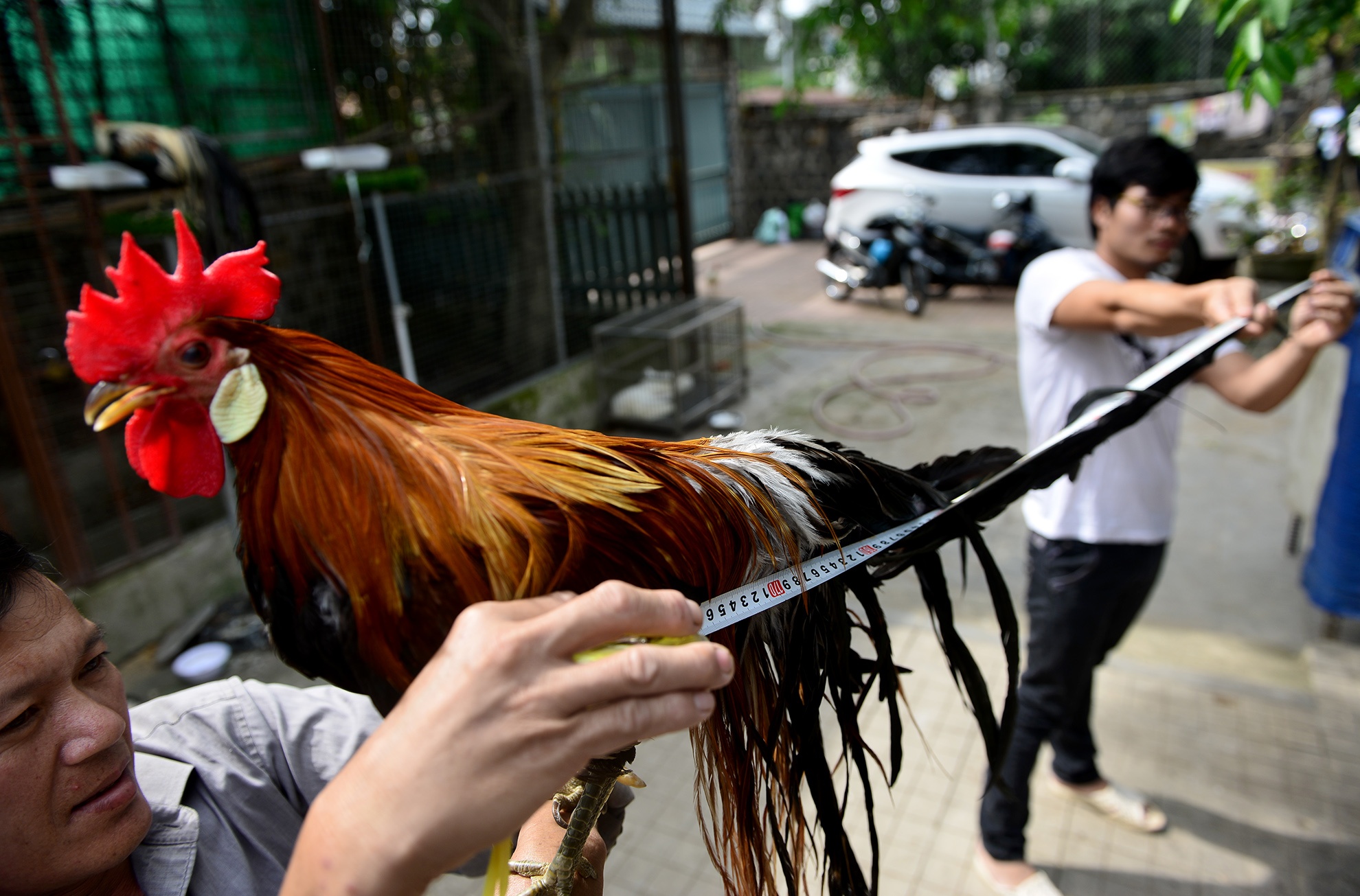 cap ga duoi dai gan 2m anh 8