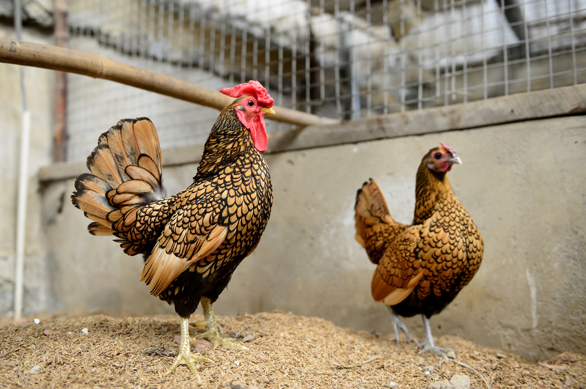 ga tien trieu nhieu nguoi tim mua anh 12