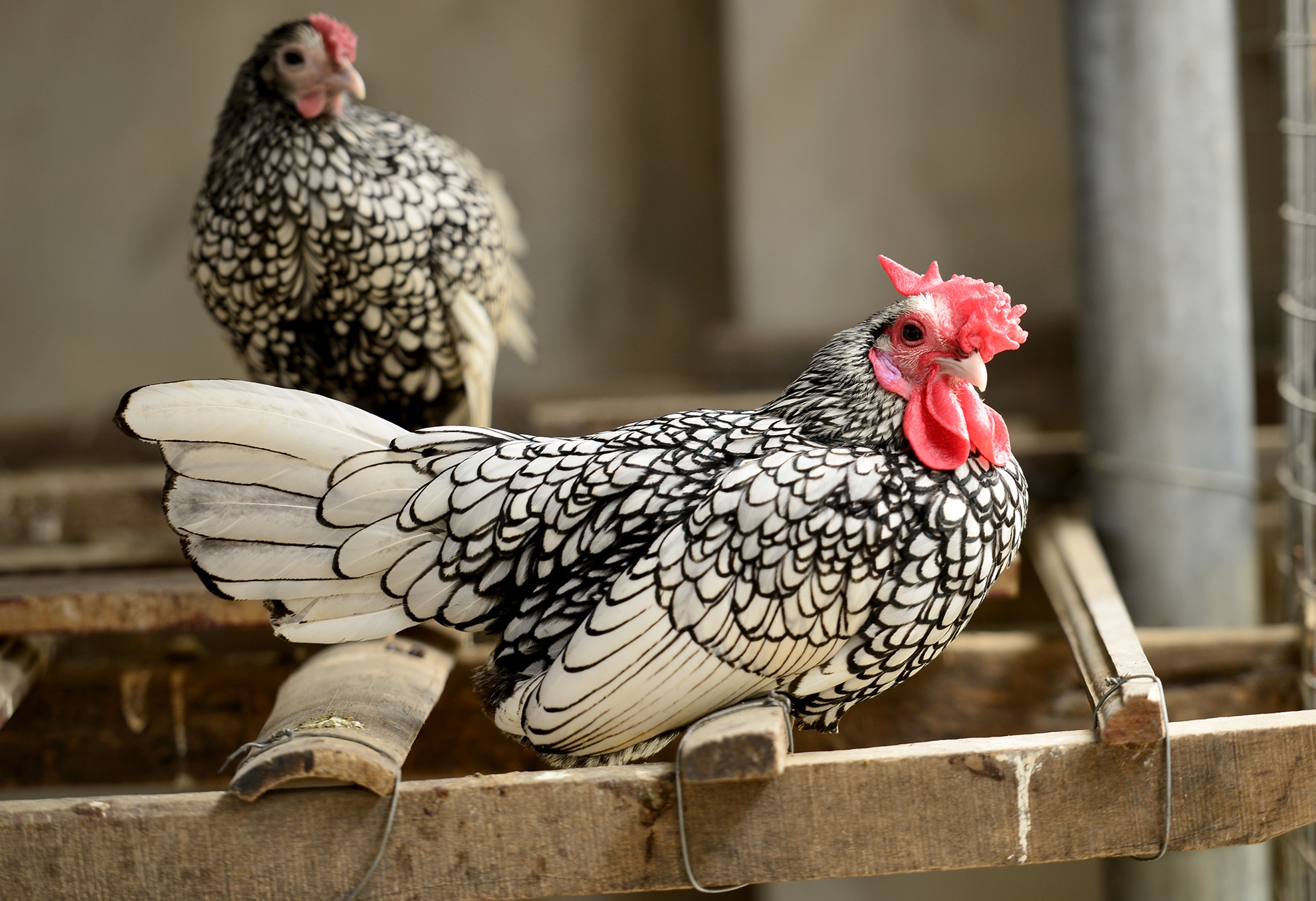 Nhung giong ga bac trieu nhieu nguoi tim mua dip Tet hinh anh