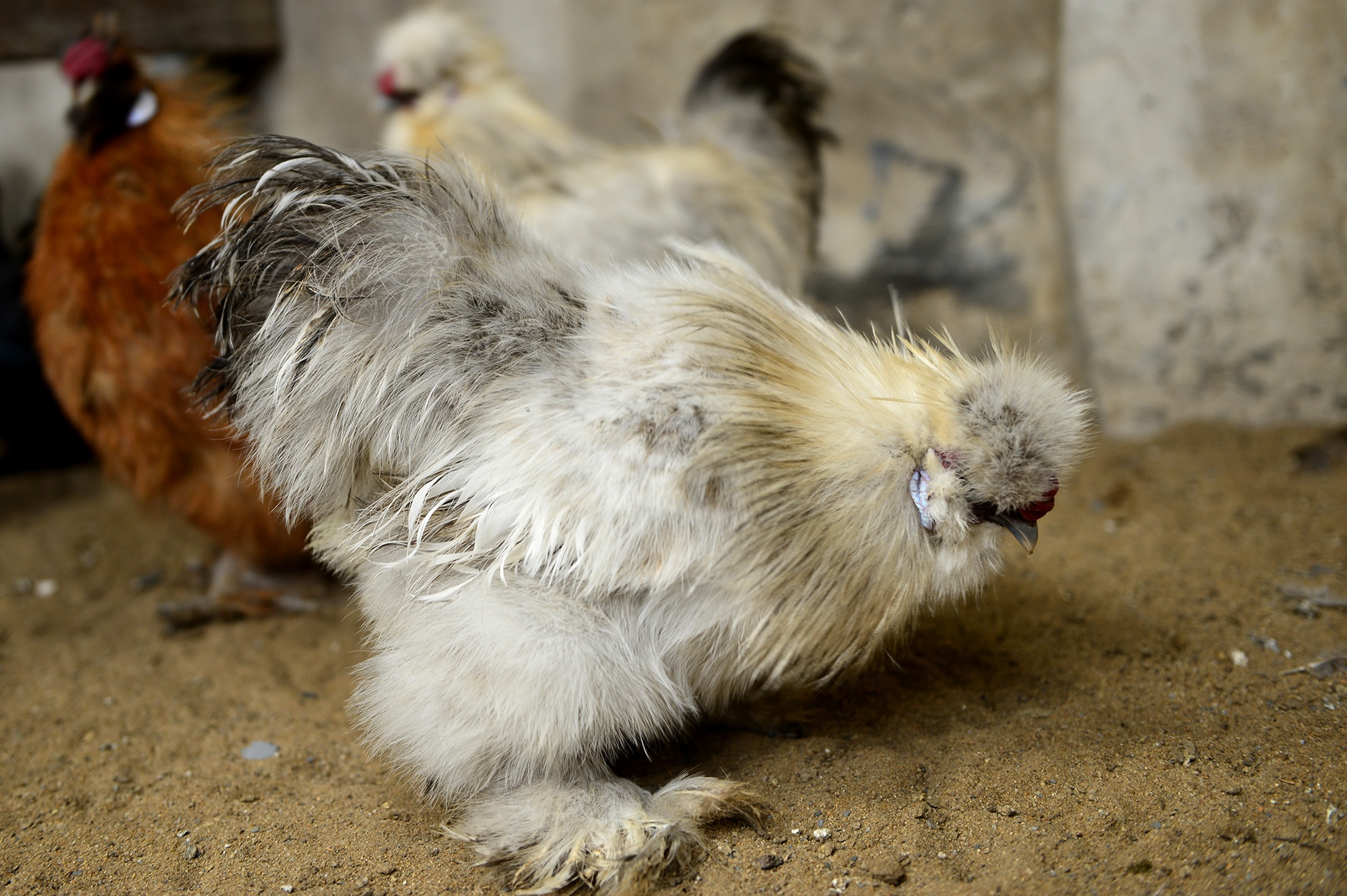 ga tien trieu nhieu nguoi tim mua anh 15