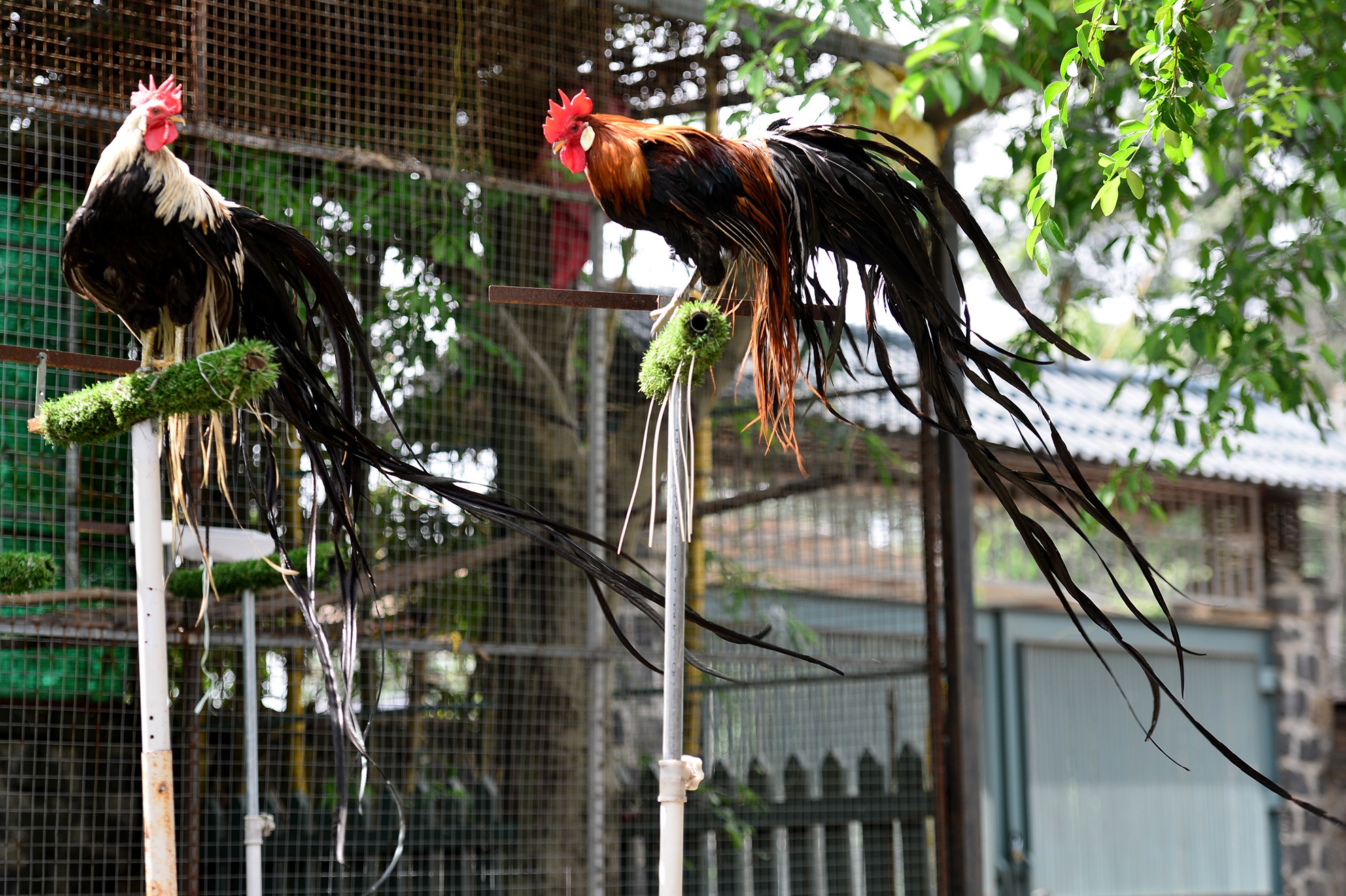 ga tien trieu nhieu nguoi tim mua anh 16