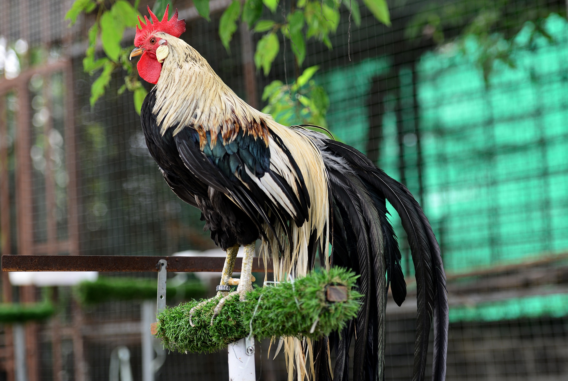 ga tien trieu nhieu nguoi tim mua anh 17