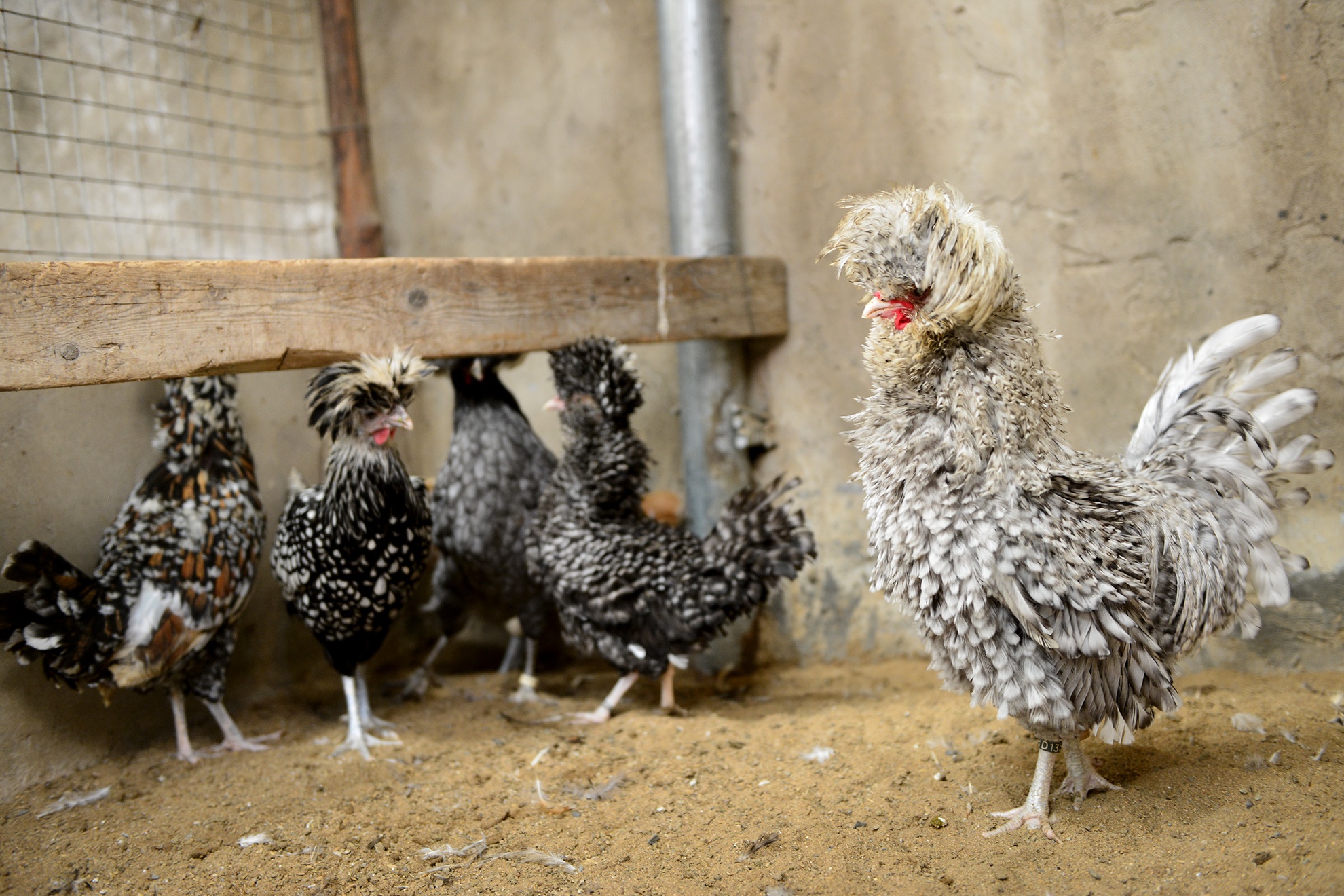 ga tien trieu nhieu nguoi tim mua anh 18