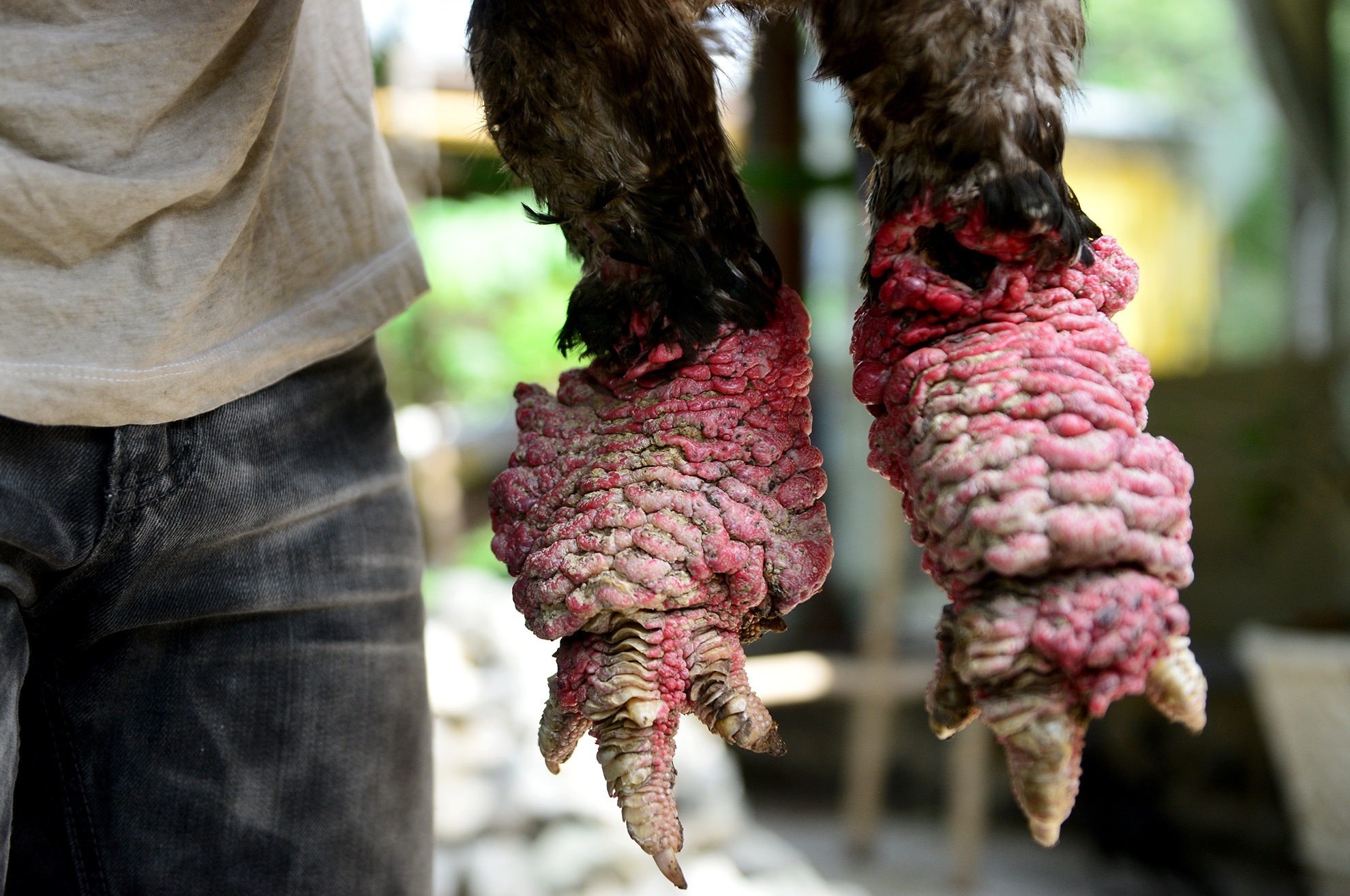 ga tien trieu nhieu nguoi tim mua anh 4