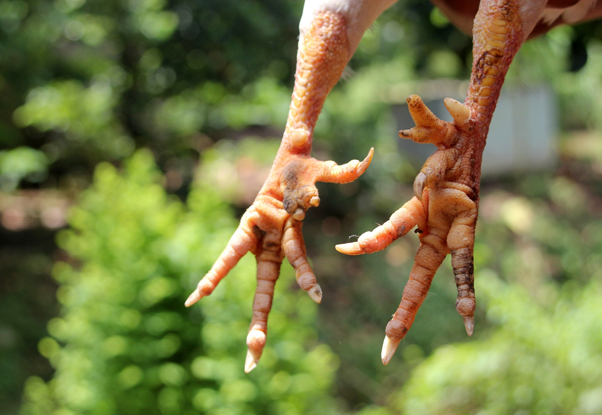 ga tien trieu nhieu nguoi tim mua anh 6