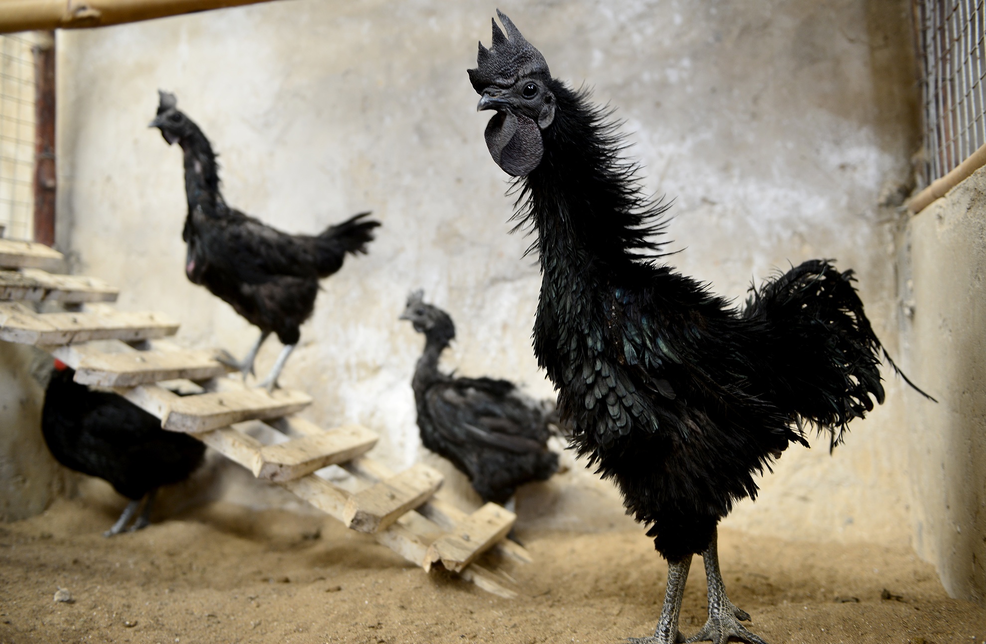 ga tien trieu nhieu nguoi tim mua anh 8