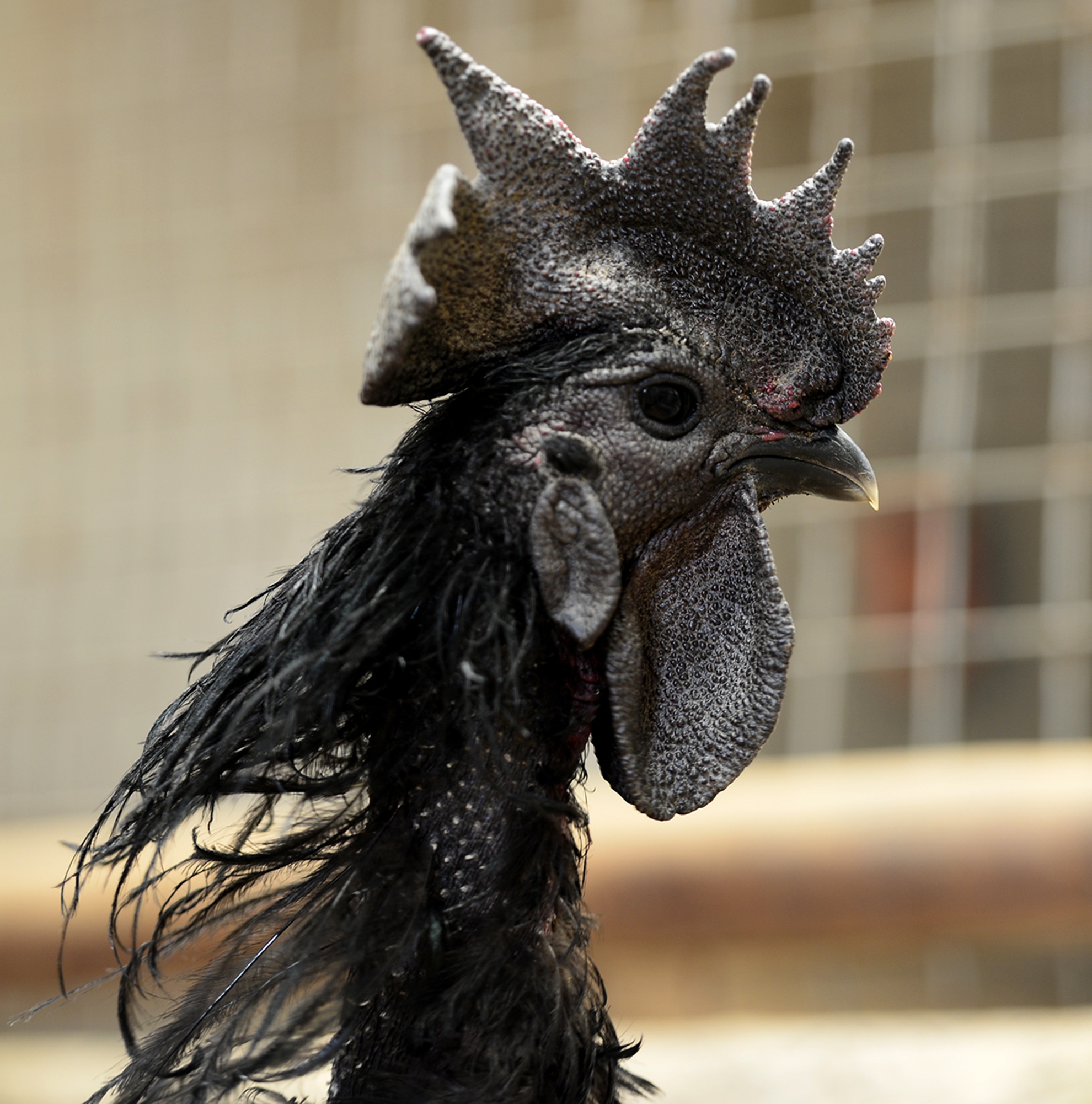 ga tien trieu nhieu nguoi tim mua anh 9