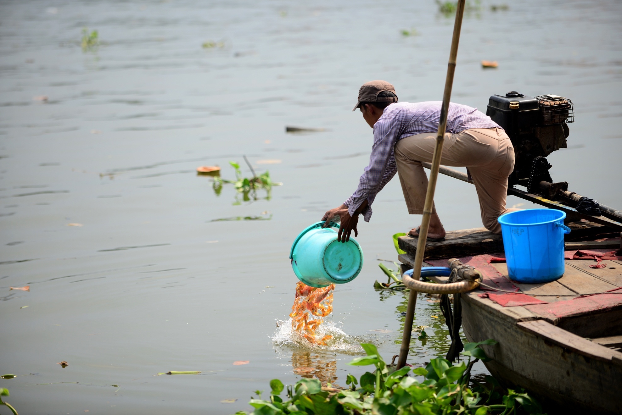 chich dien bat ca vua phong sinh anh 1