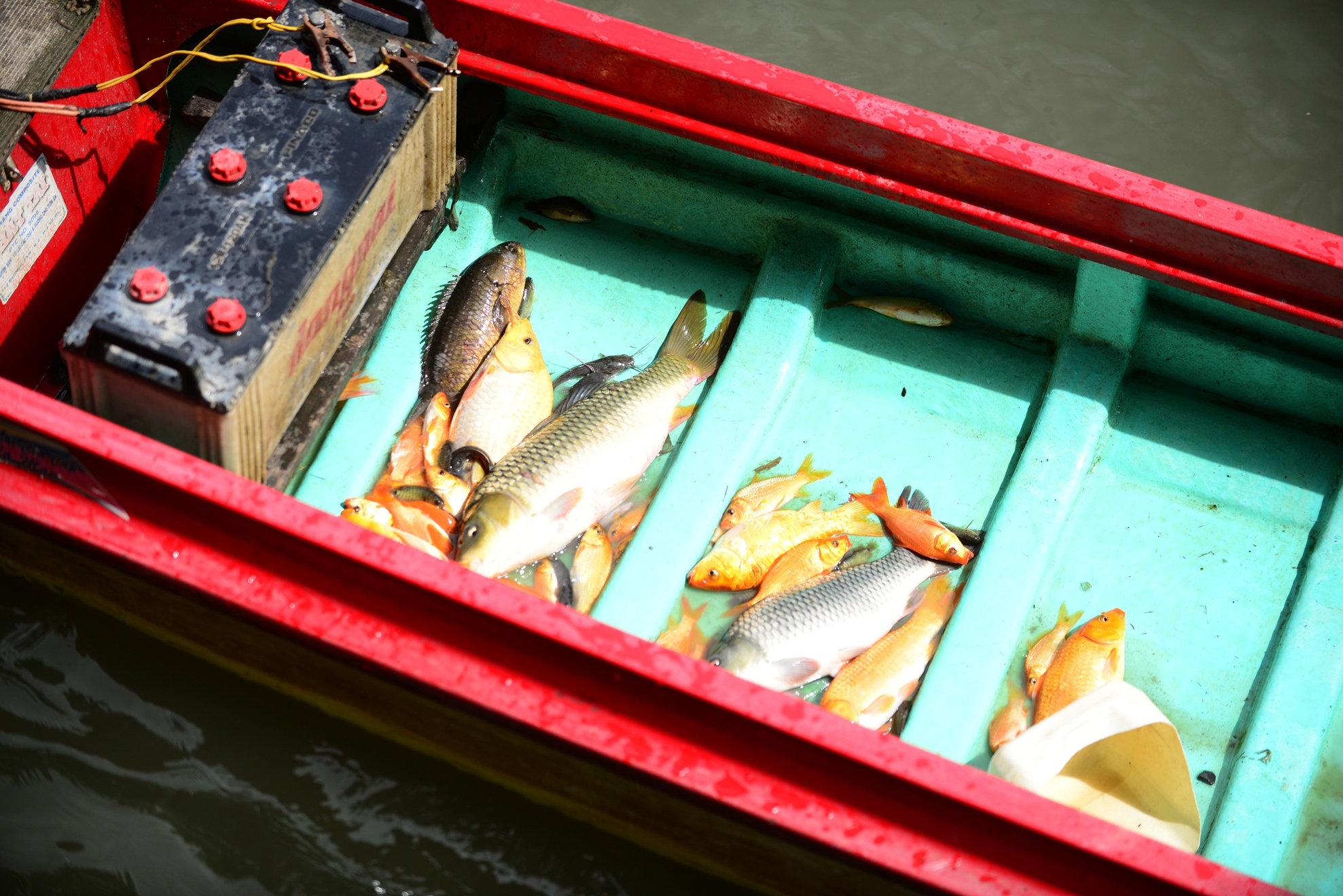 chich dien bat ca vua phong sinh anh 8