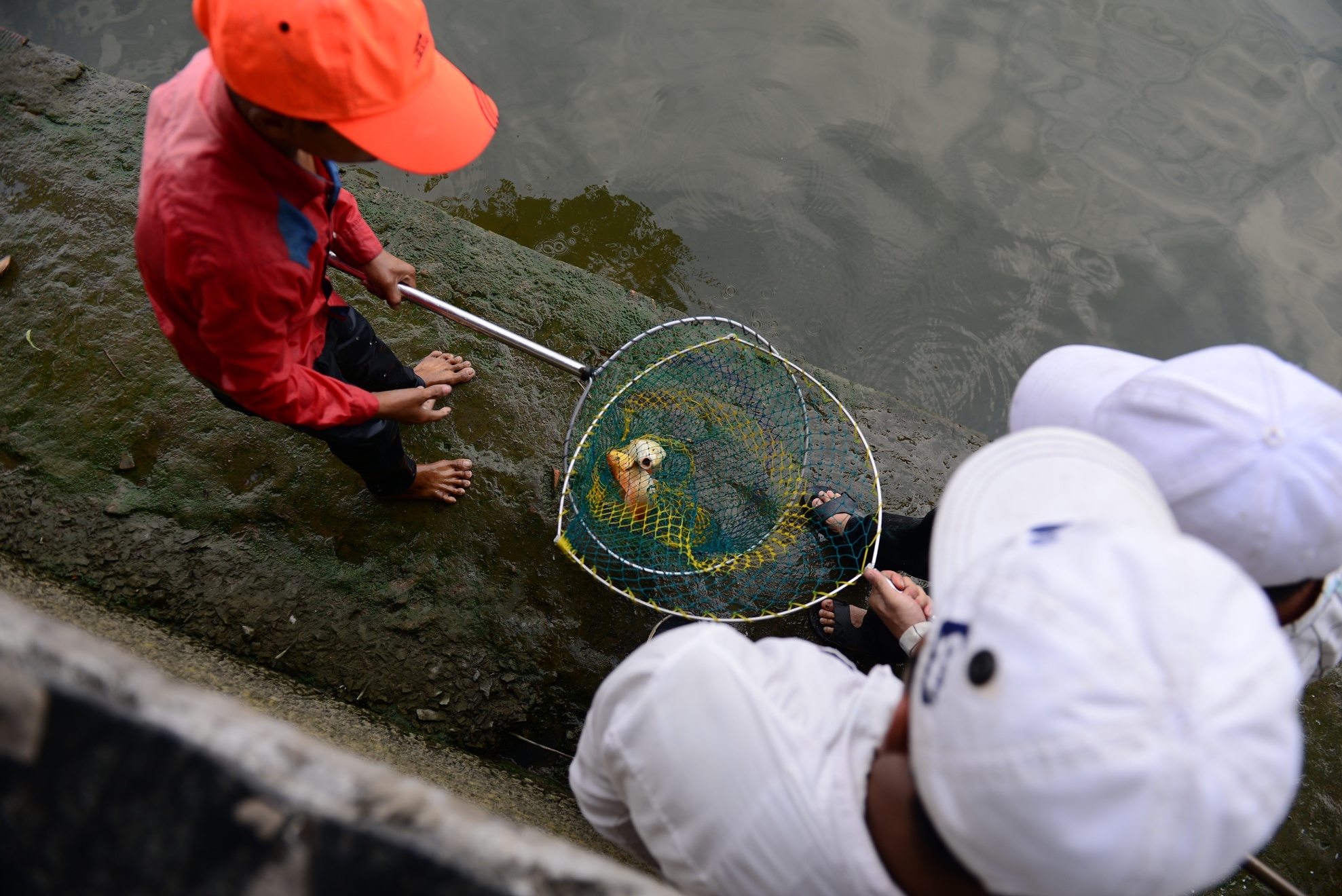 chich dien bat ca vua phong sinh anh 7