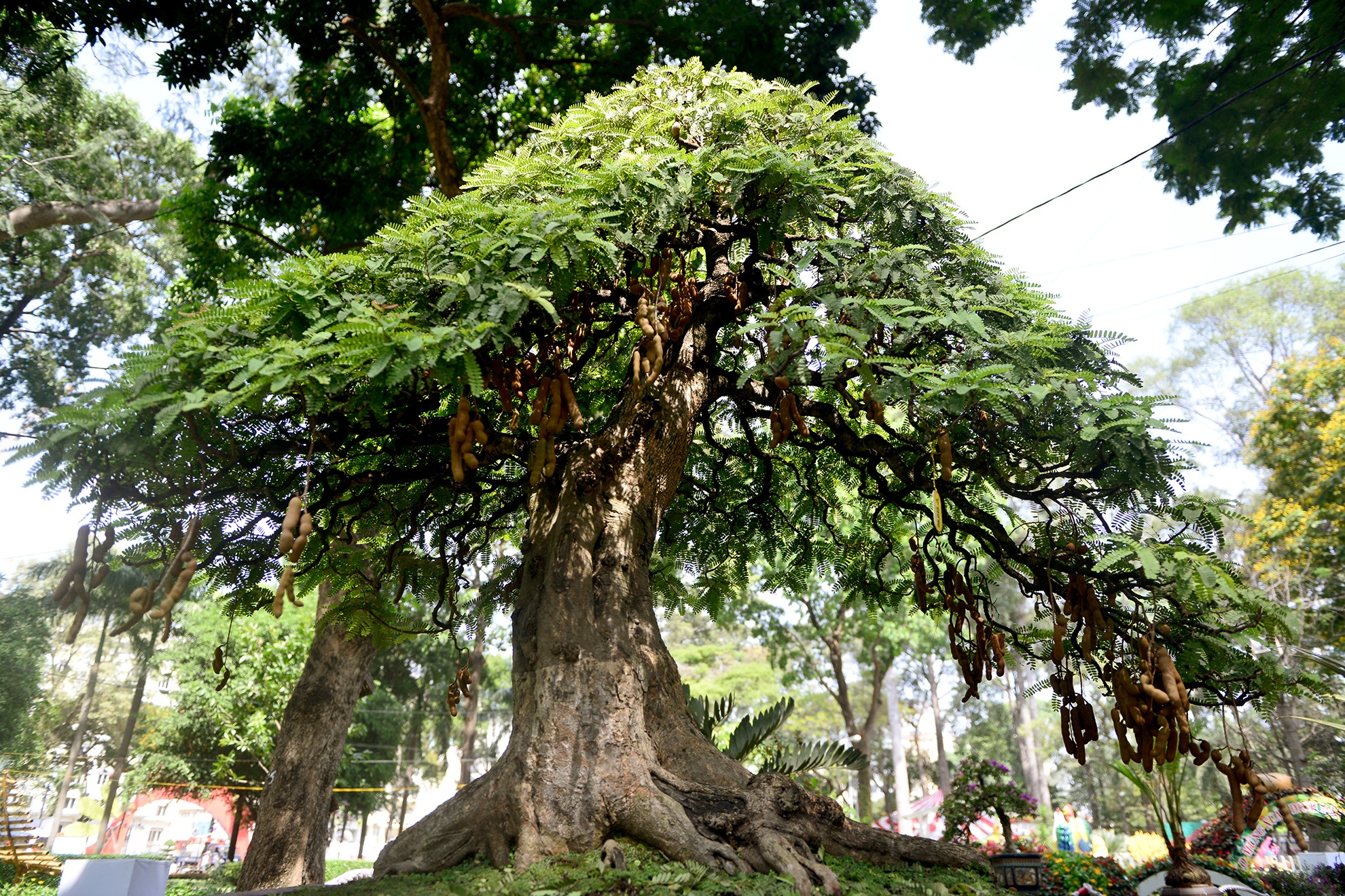 nhieu ky hoa di thao do ve hoi hoa xuan Sai Gon anh 10