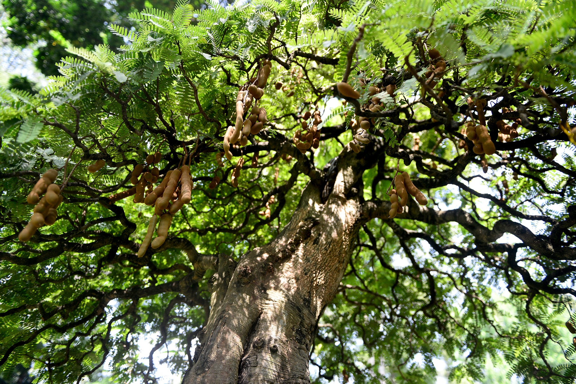 nhieu ky hoa di thao do ve hoi hoa xuan Sai Gon anh 11