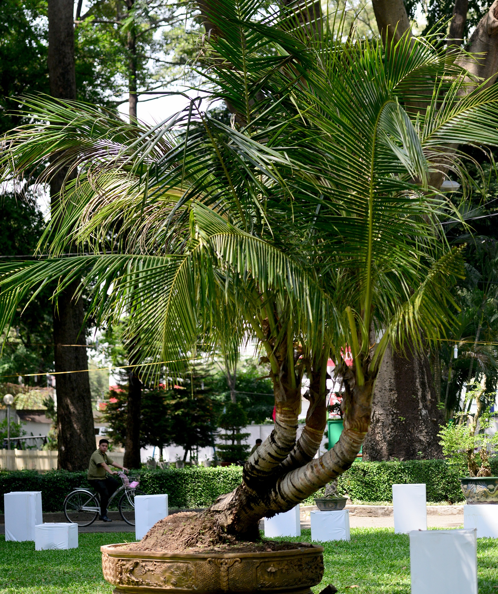 nhieu ky hoa di thao do ve hoi hoa xuan Sai Gon anh 13