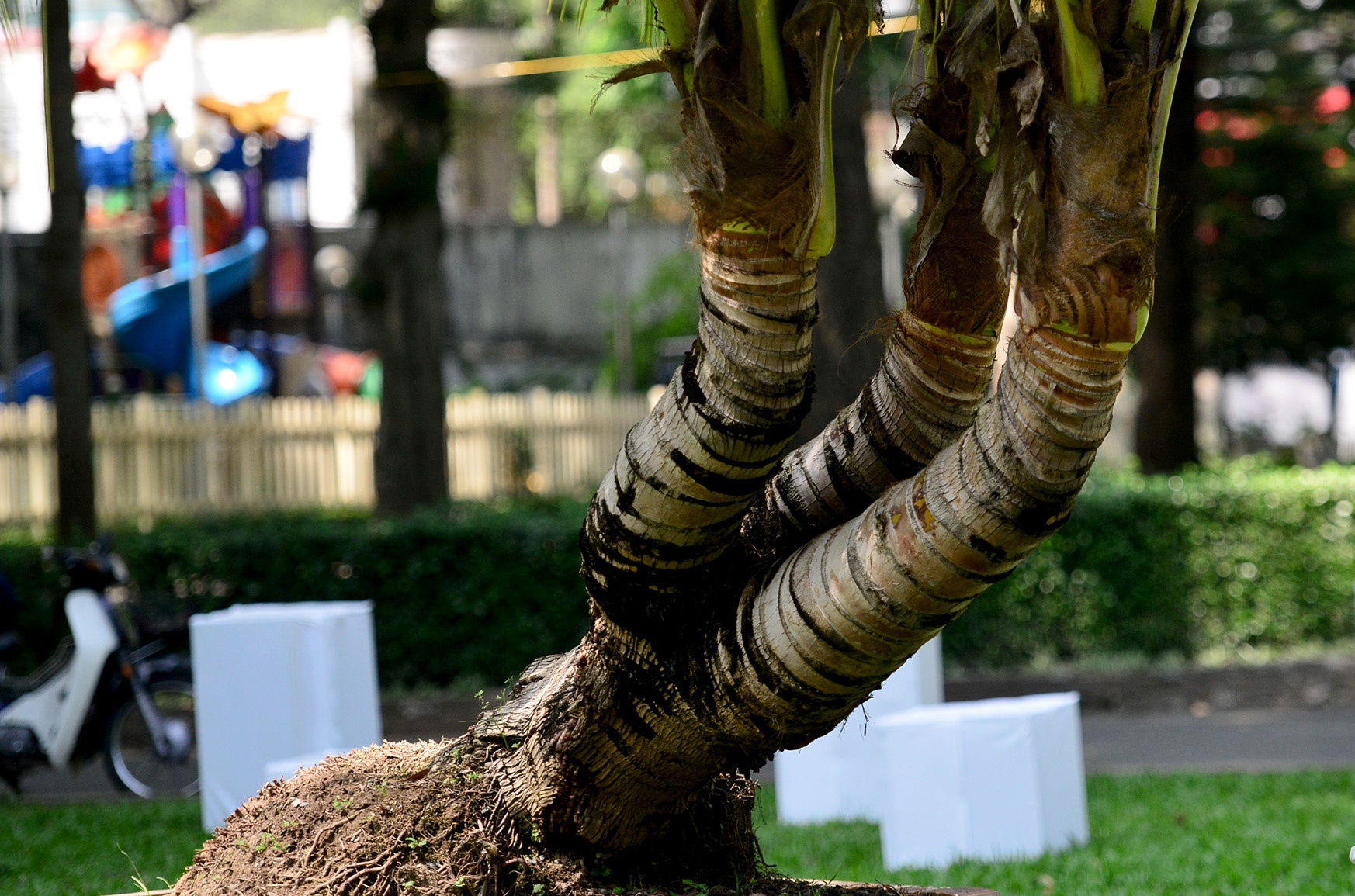 nhieu ky hoa di thao do ve hoi hoa xuan Sai Gon anh 14