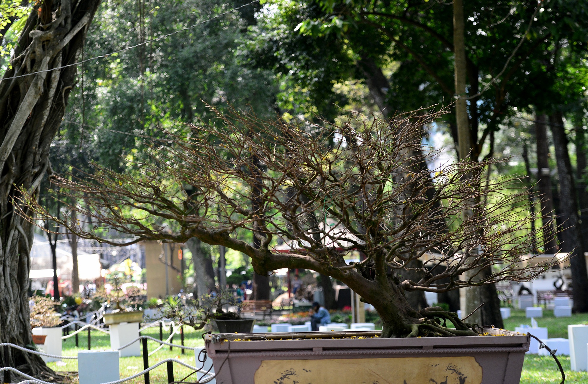 nhieu ky hoa di thao do ve hoi hoa xuan Sai Gon anh 15