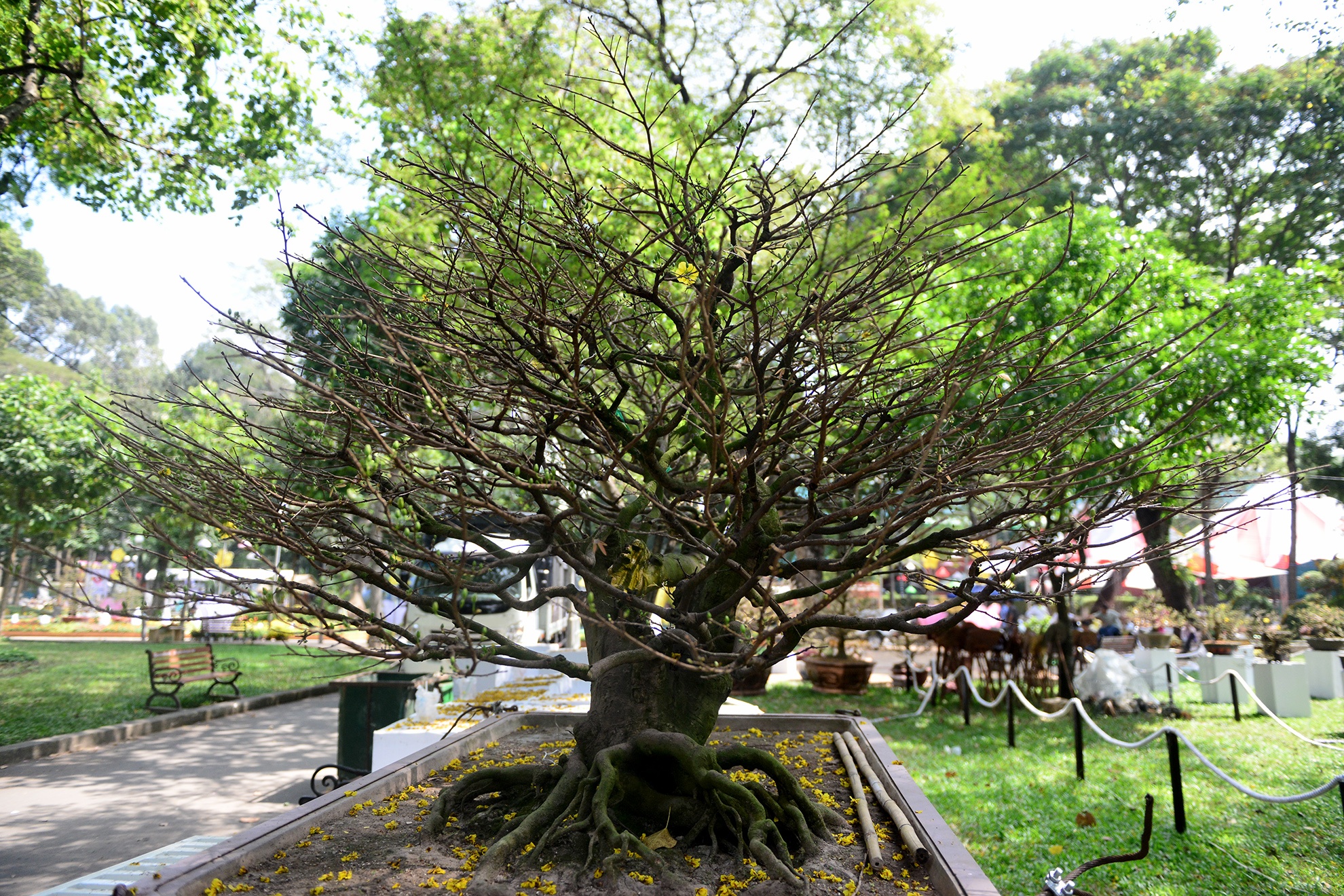 nhieu ky hoa di thao do ve hoi hoa xuan Sai Gon anh 16