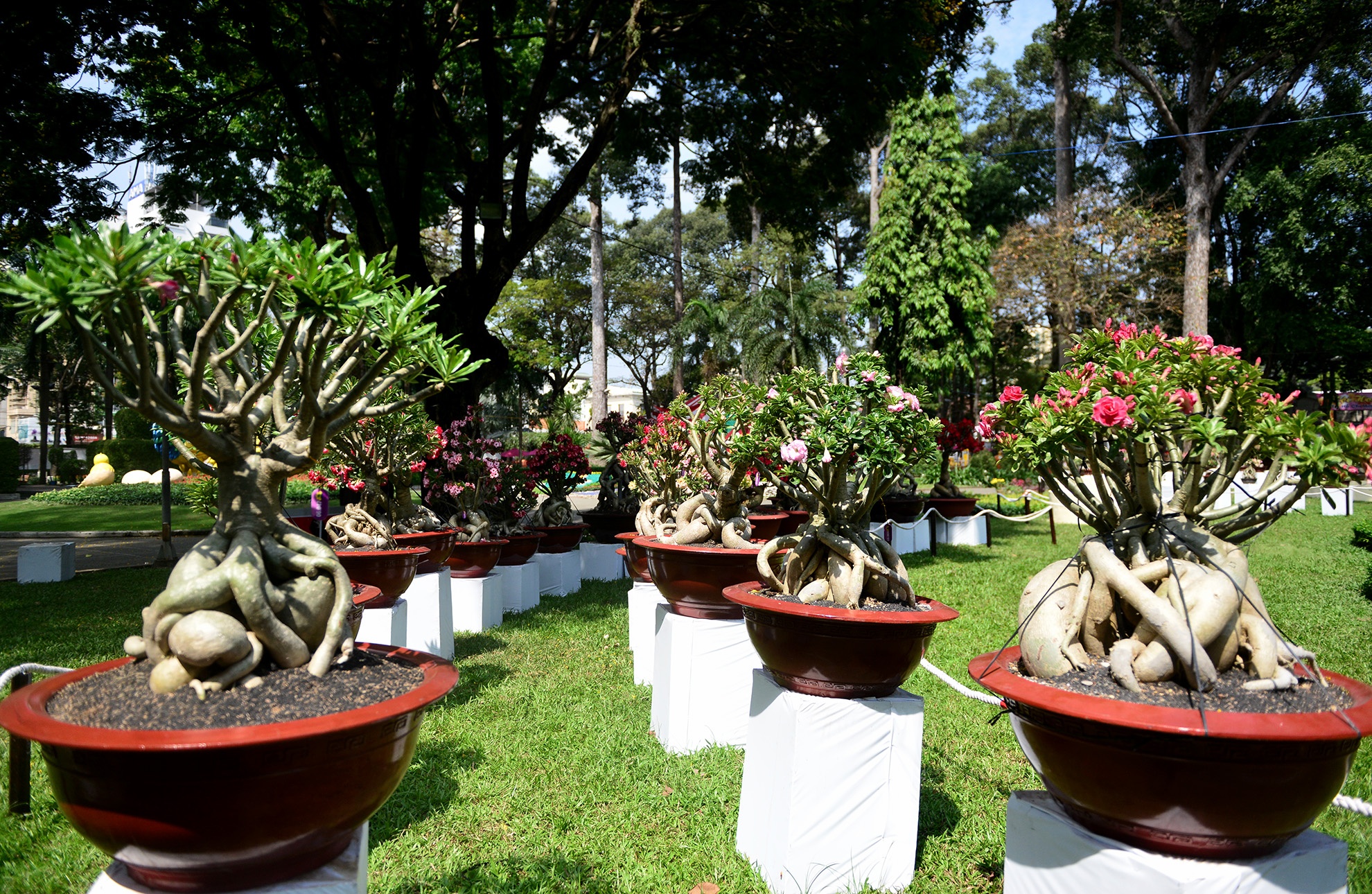 nhieu ky hoa di thao do ve hoi hoa xuan Sai Gon anh 17