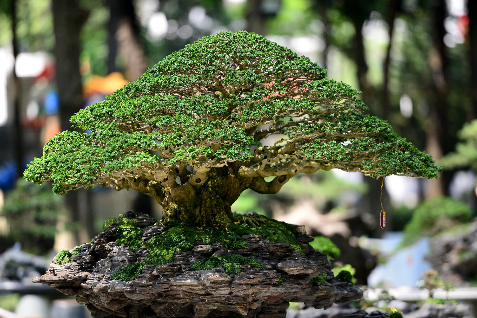 Ky hoa di thao do ve hoi hoa xuan lon nhat Sai Gon hinh anh