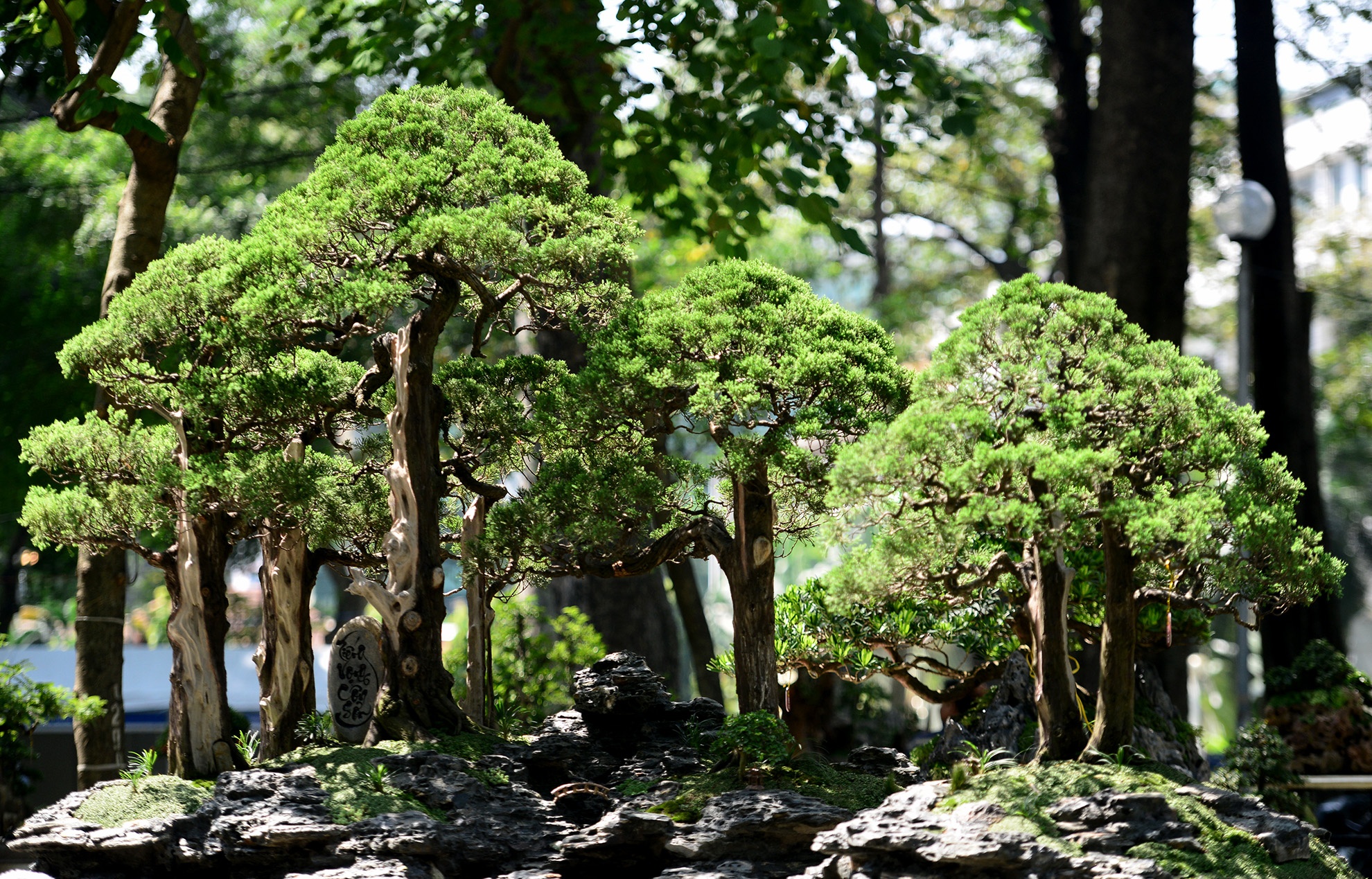 nhieu ky hoa di thao do ve hoi hoa xuan Sai Gon anh 5