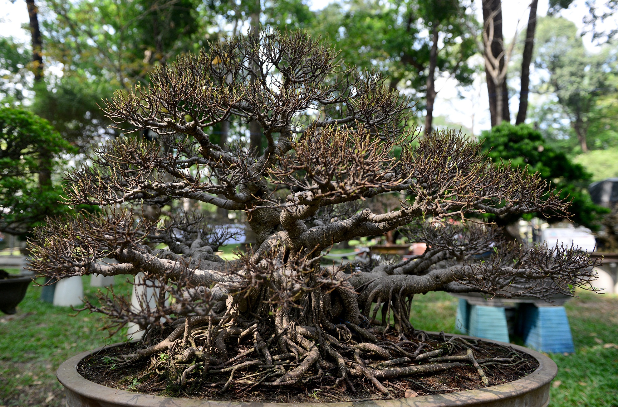 nhieu ky hoa di thao do ve hoi hoa xuan Sai Gon anh 8