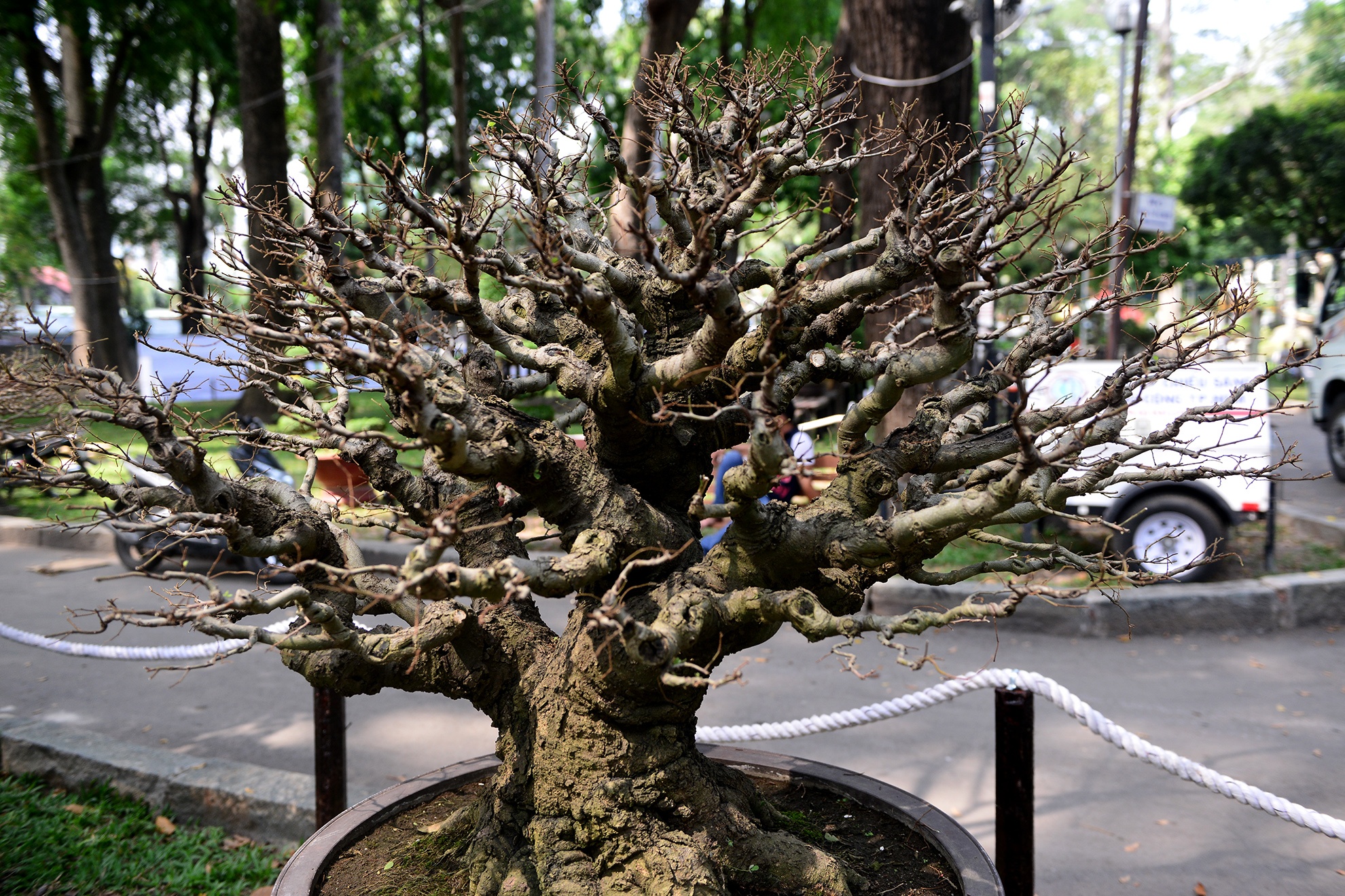 nhieu ky hoa di thao do ve hoi hoa xuan Sai Gon anh 9