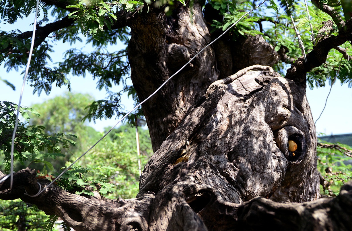 cay me 100 tuoi gia 3, 5 ty dong o Sai Gon anh 6