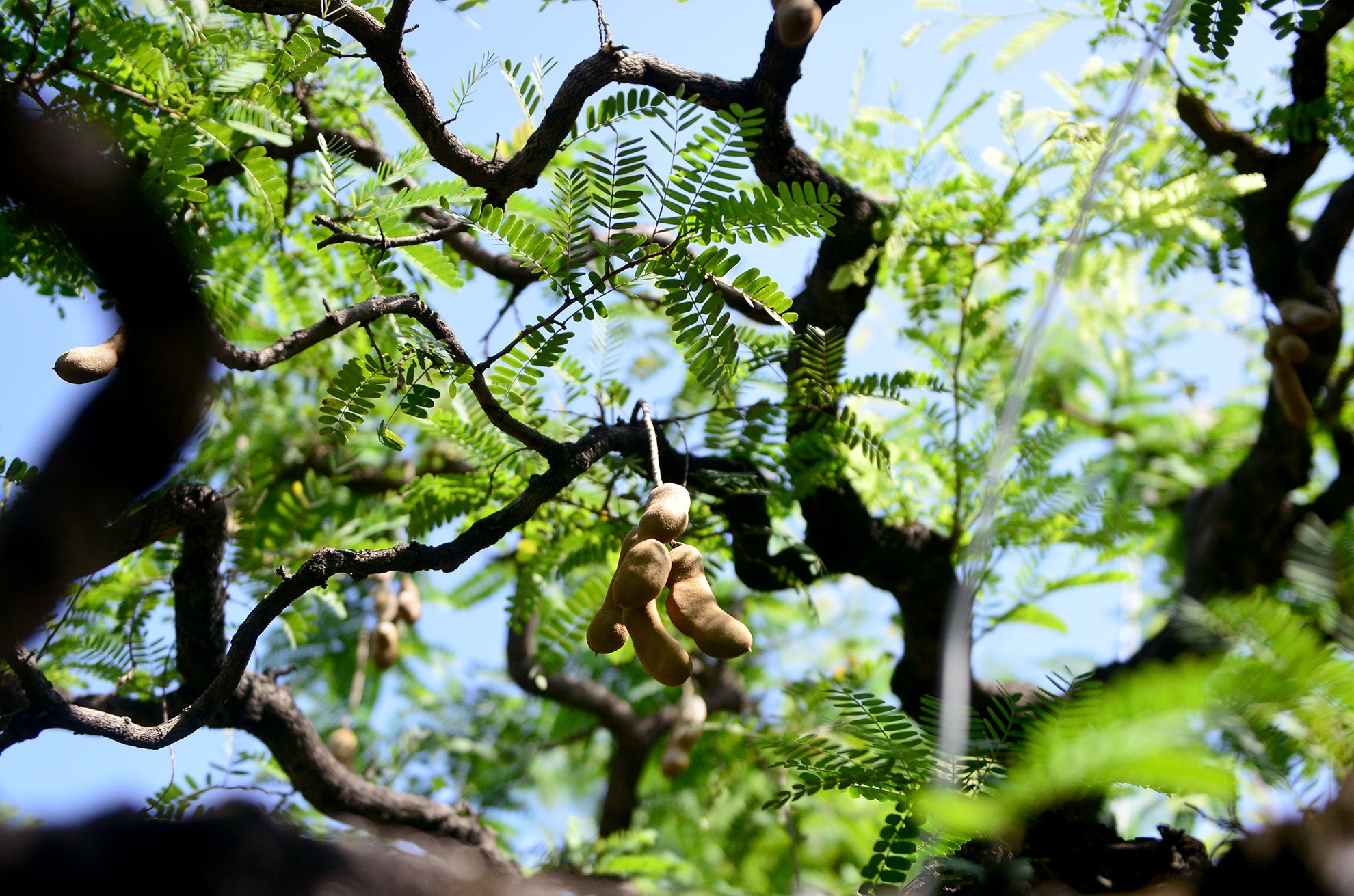 cay me 100 tuoi gia 3, 5 ty dong o Sai Gon anh 7