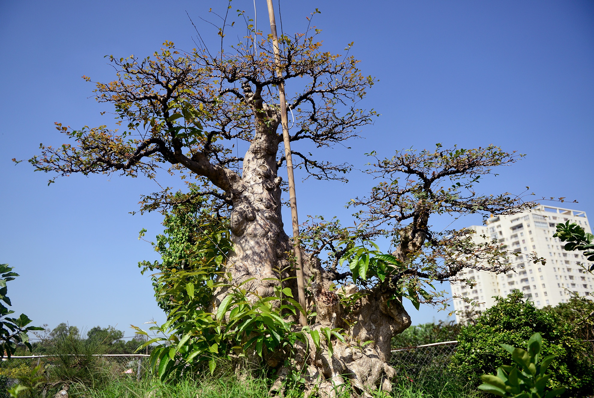 cay me 100 tuoi gia 3, 5 ty dong o Sai Gon anh 9