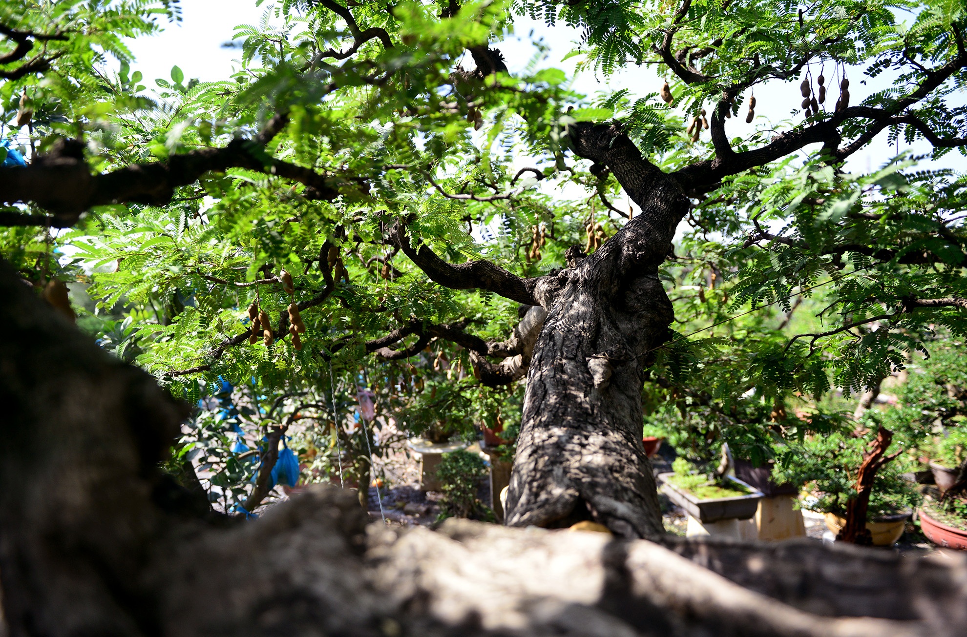 cay me 100 tuoi gia 3, 5 ty dong o Sai Gon anh 8