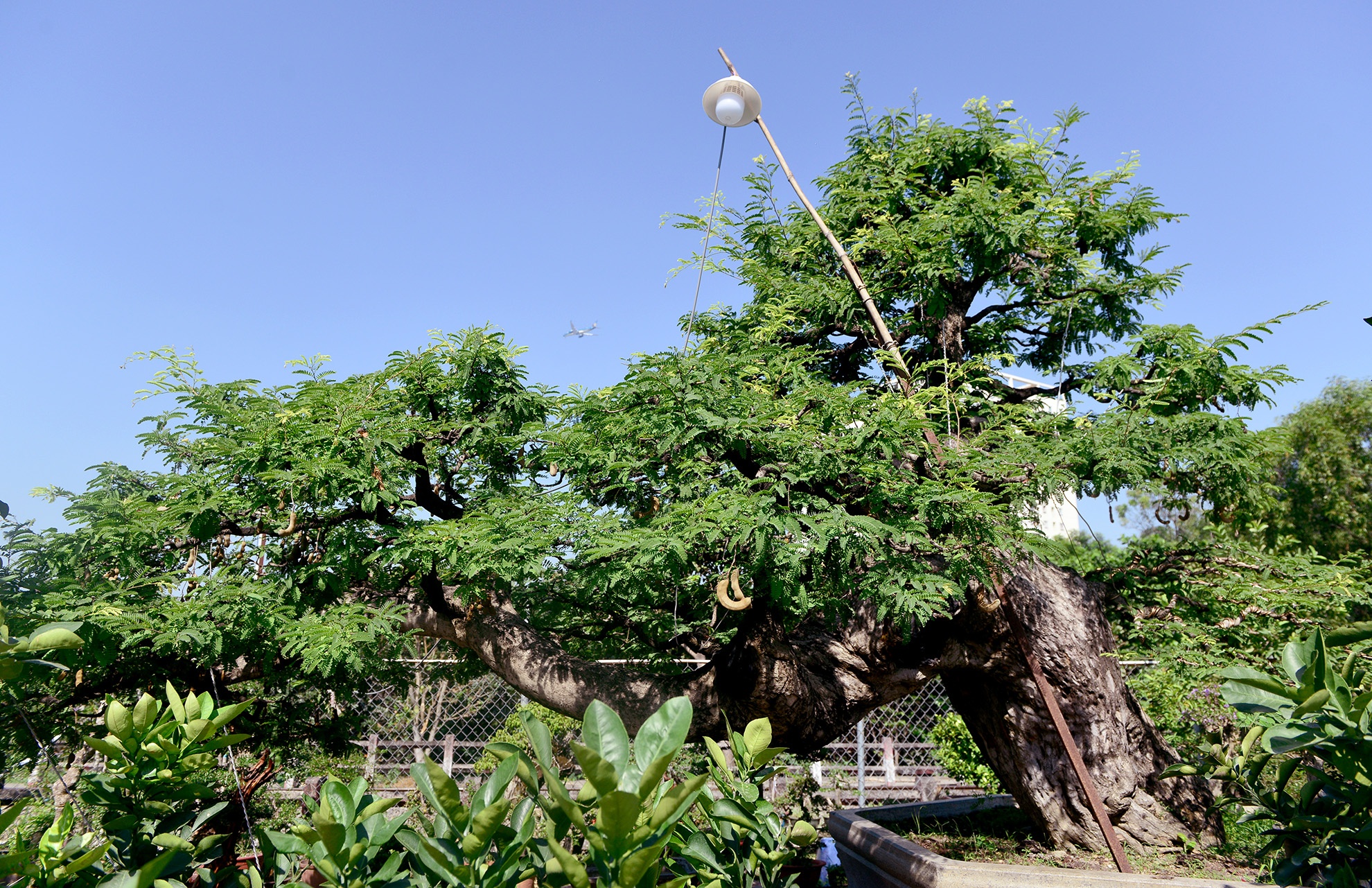 cay me 100 tuoi gia 3, 5 ty dong o Sai Gon anh 1