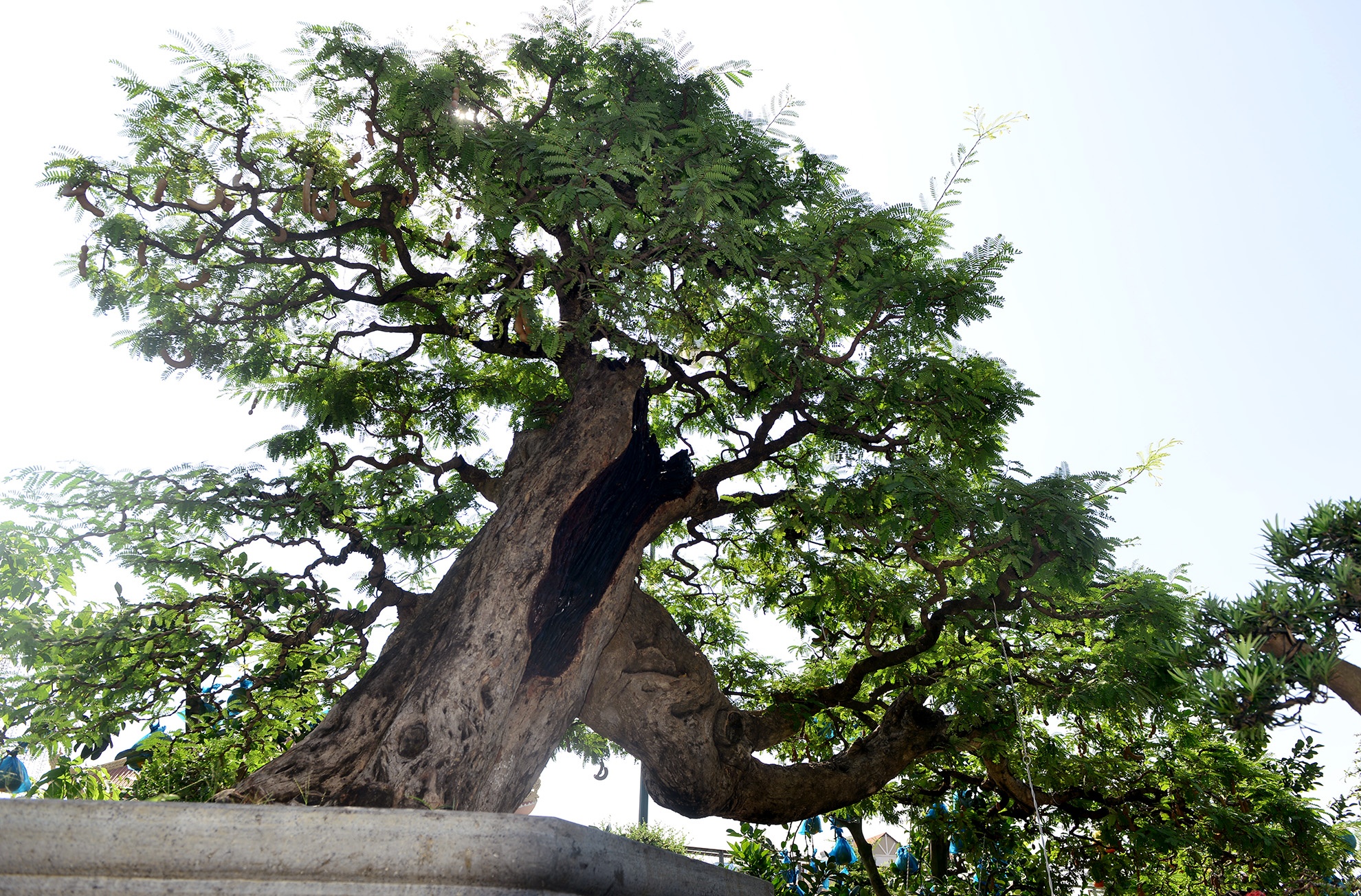 cay me 100 tuoi gia 3, 5 ty dong o Sai Gon anh 2