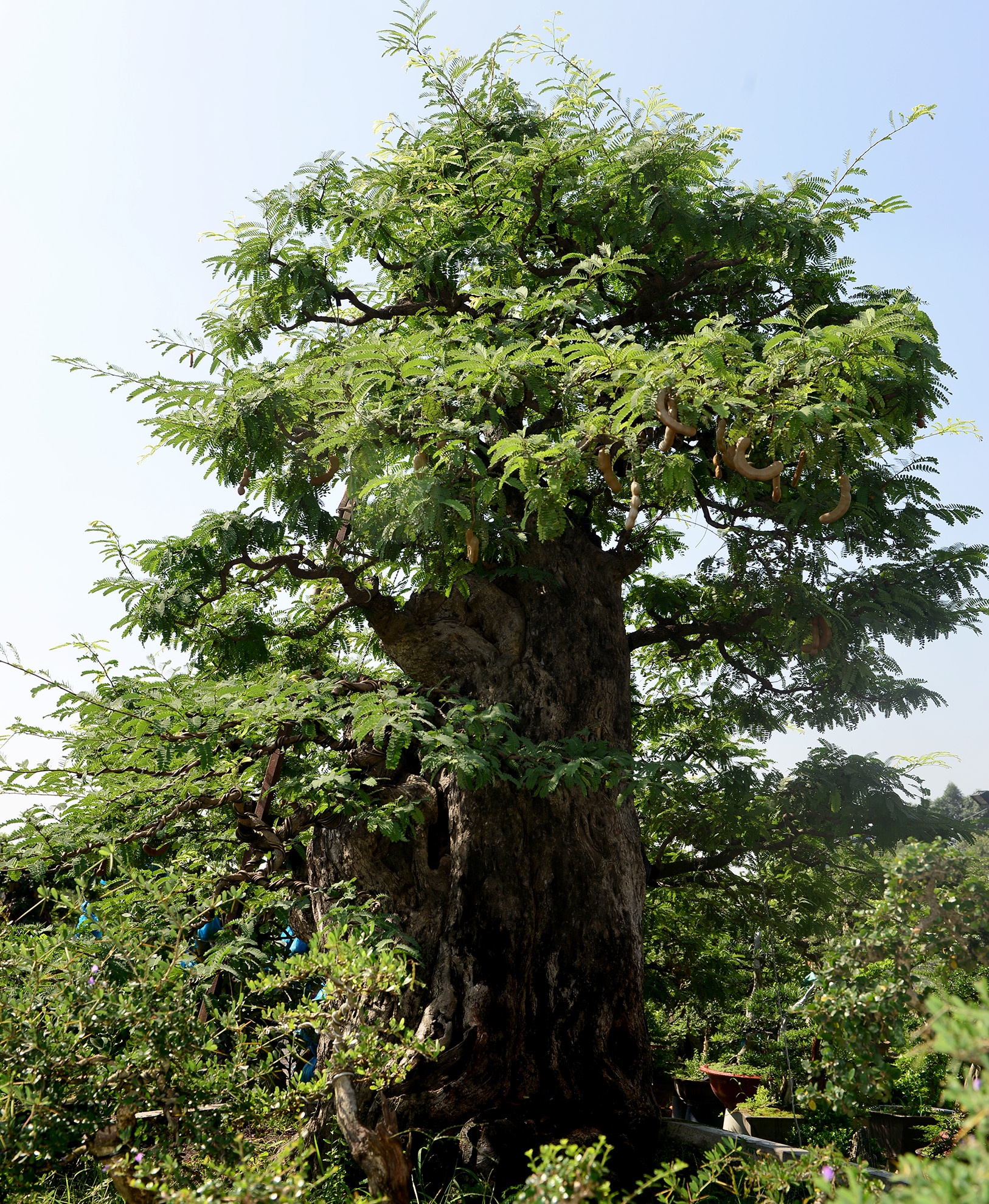 cay me 100 tuoi gia 3, 5 ty dong o Sai Gon anh 4