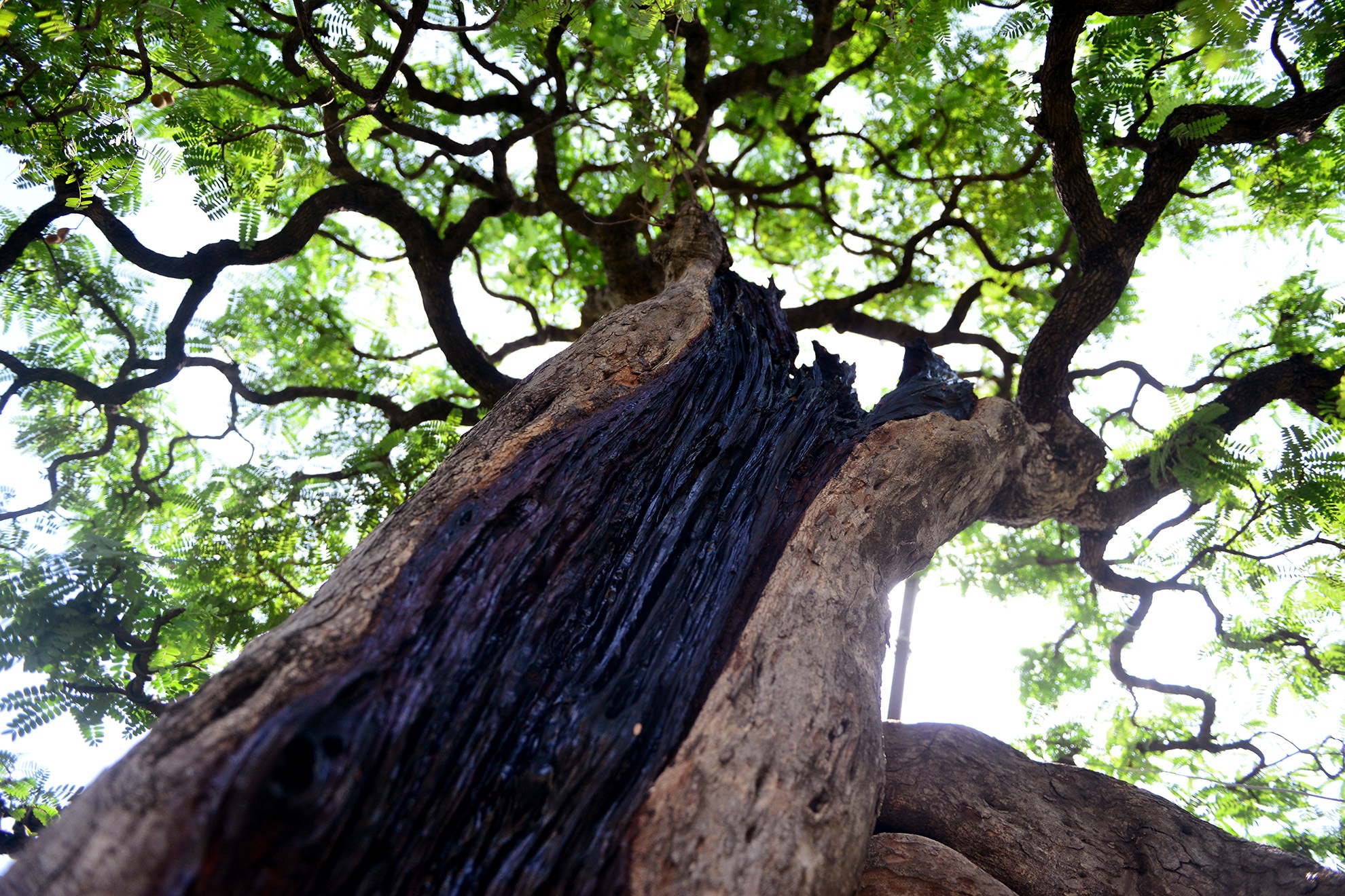 cay me 100 tuoi gia 3, 5 ty dong o Sai Gon anh 5