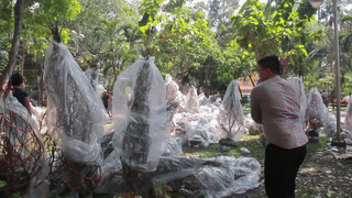 Xe rac nghien mai, dao chieu 30 Tet o Sai Gon hinh anh