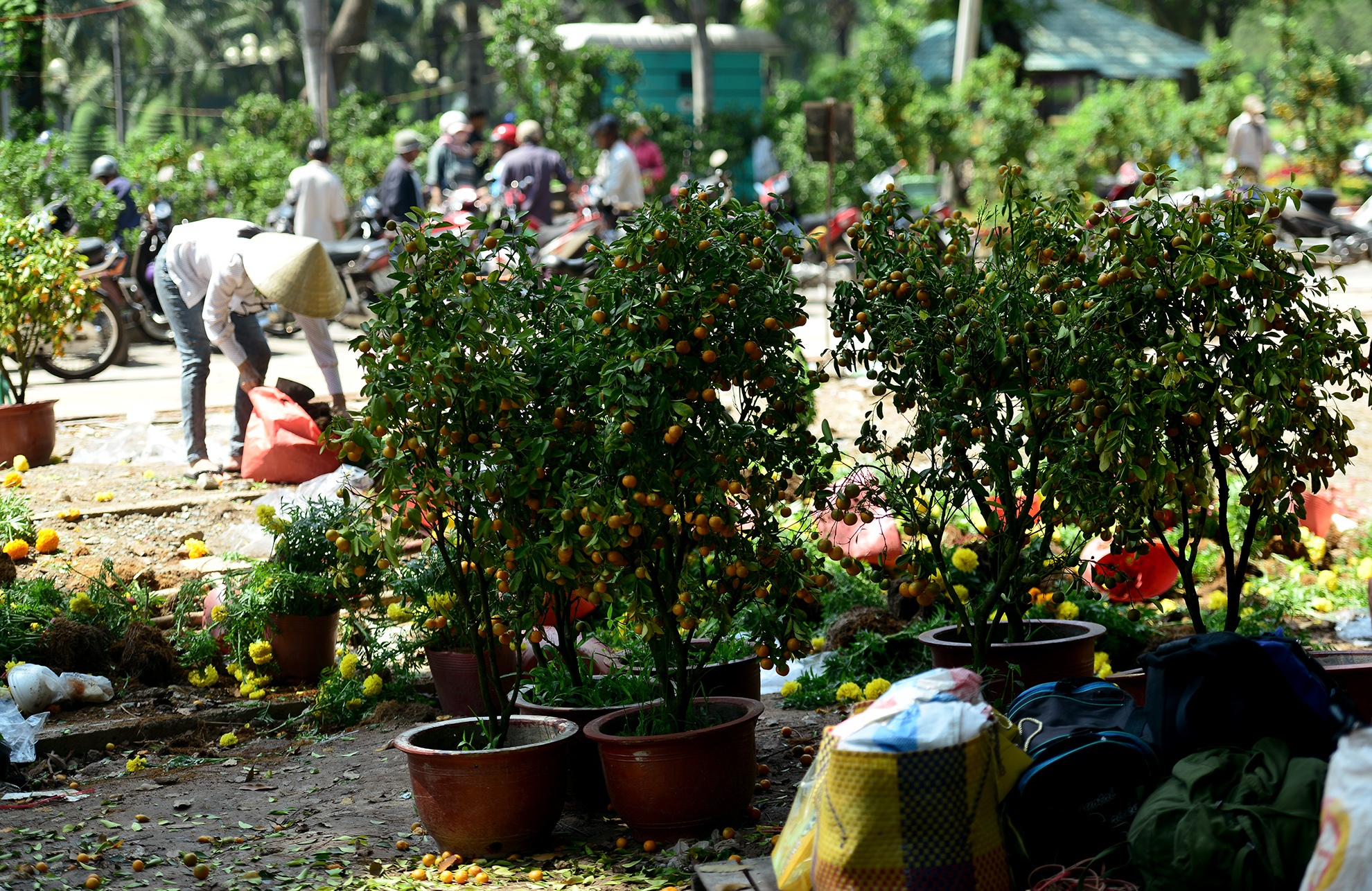 hoa Tet bi vut bo o Sai Gon anh 2