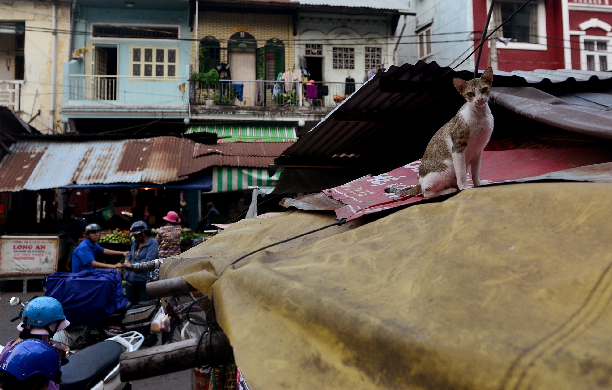 cho cu nhech nhac nam giua duong trung tam quan 1 anh 12