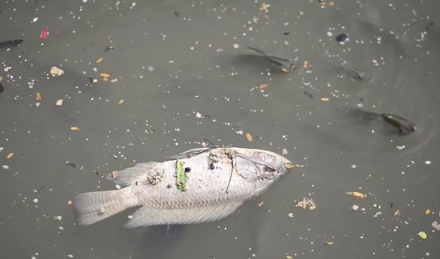 Ca noi day dac tren kenh Nhieu Loc - Thi Nghe hinh anh