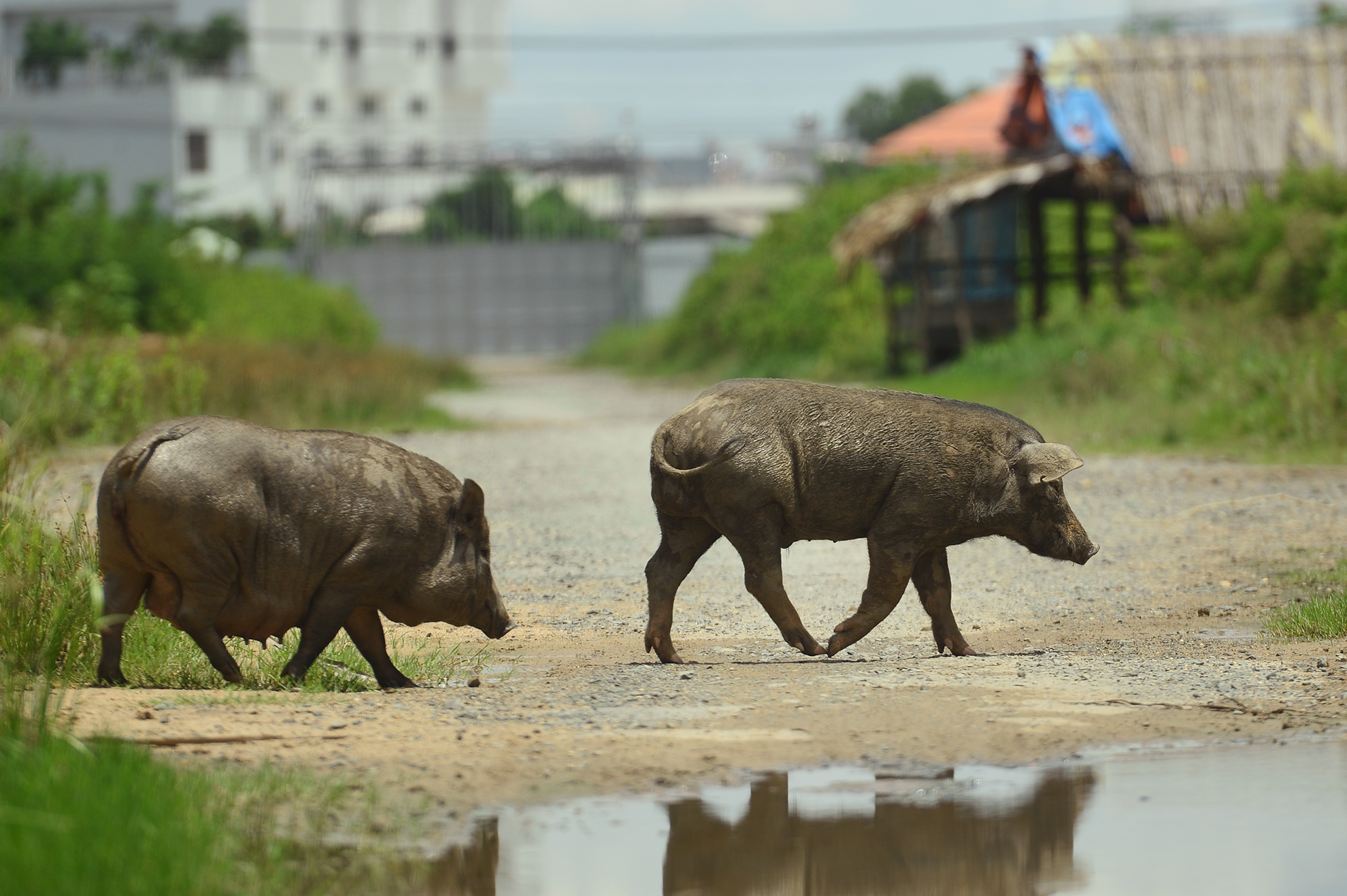 Hang chuc con heo kiem an o sieu du an 6 ty USD gan song Sai Gon hinh anh