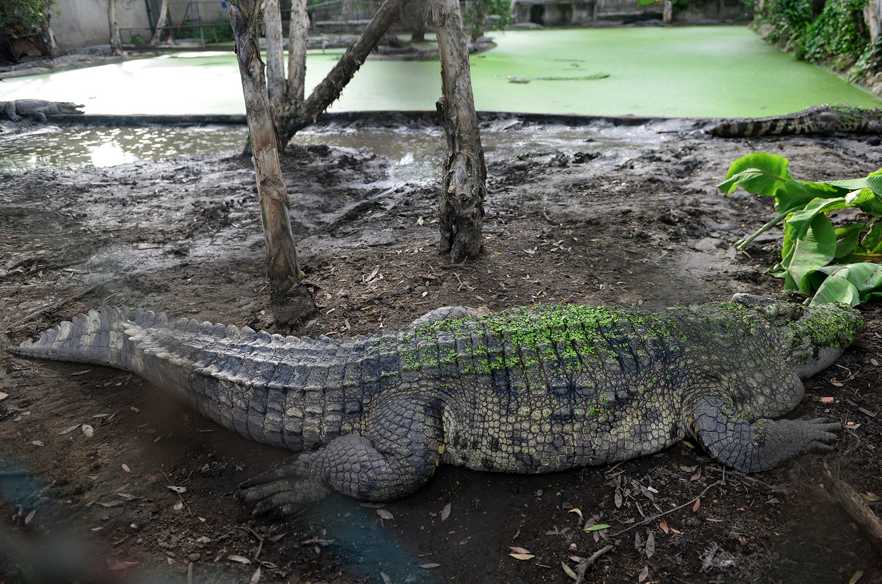 Ca sau khung an minh giua dam lay o Sai Gon hinh anh