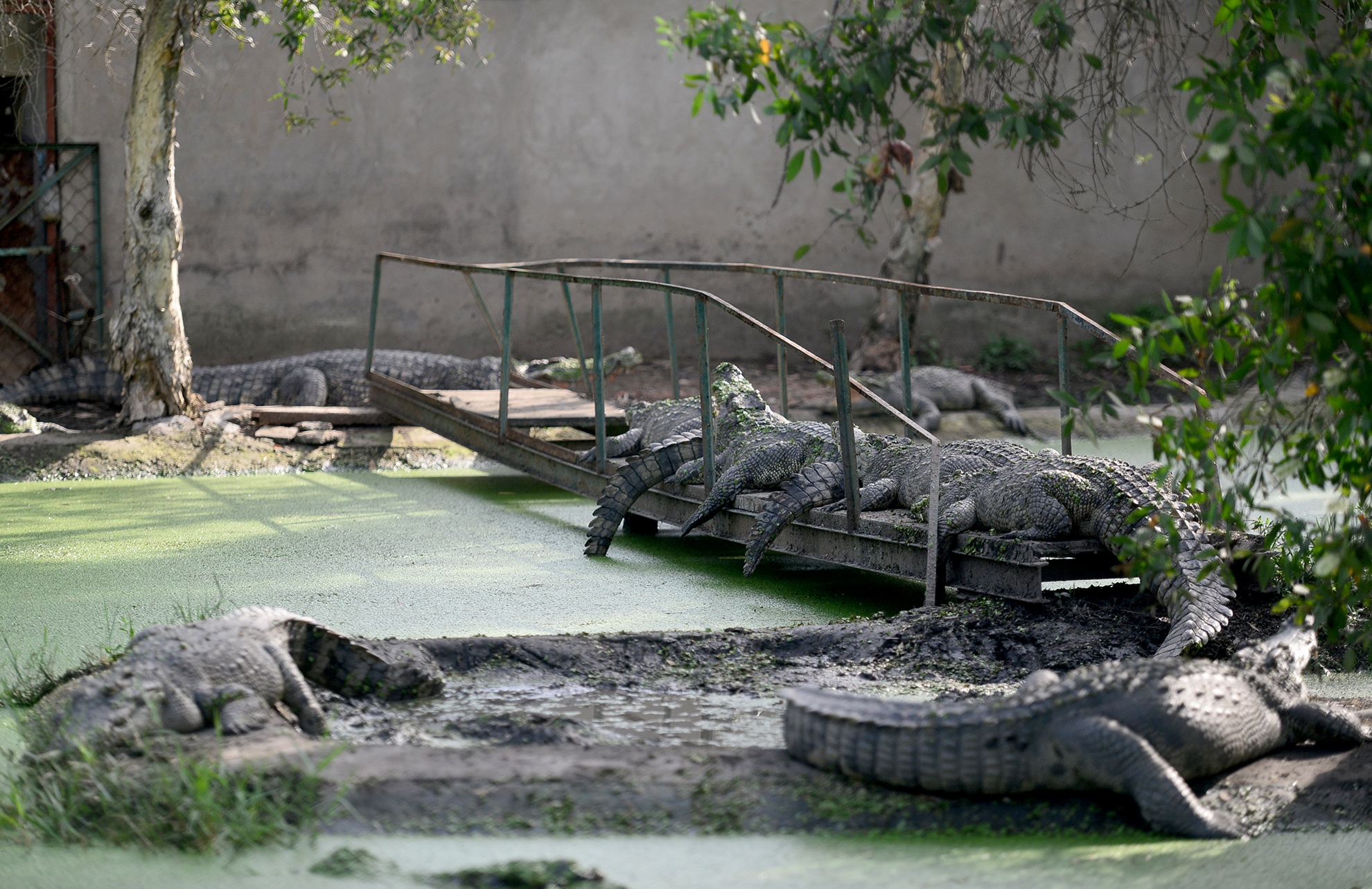 Ben trong trai ca sau san xuat khep kin o Sai Gon anh 9