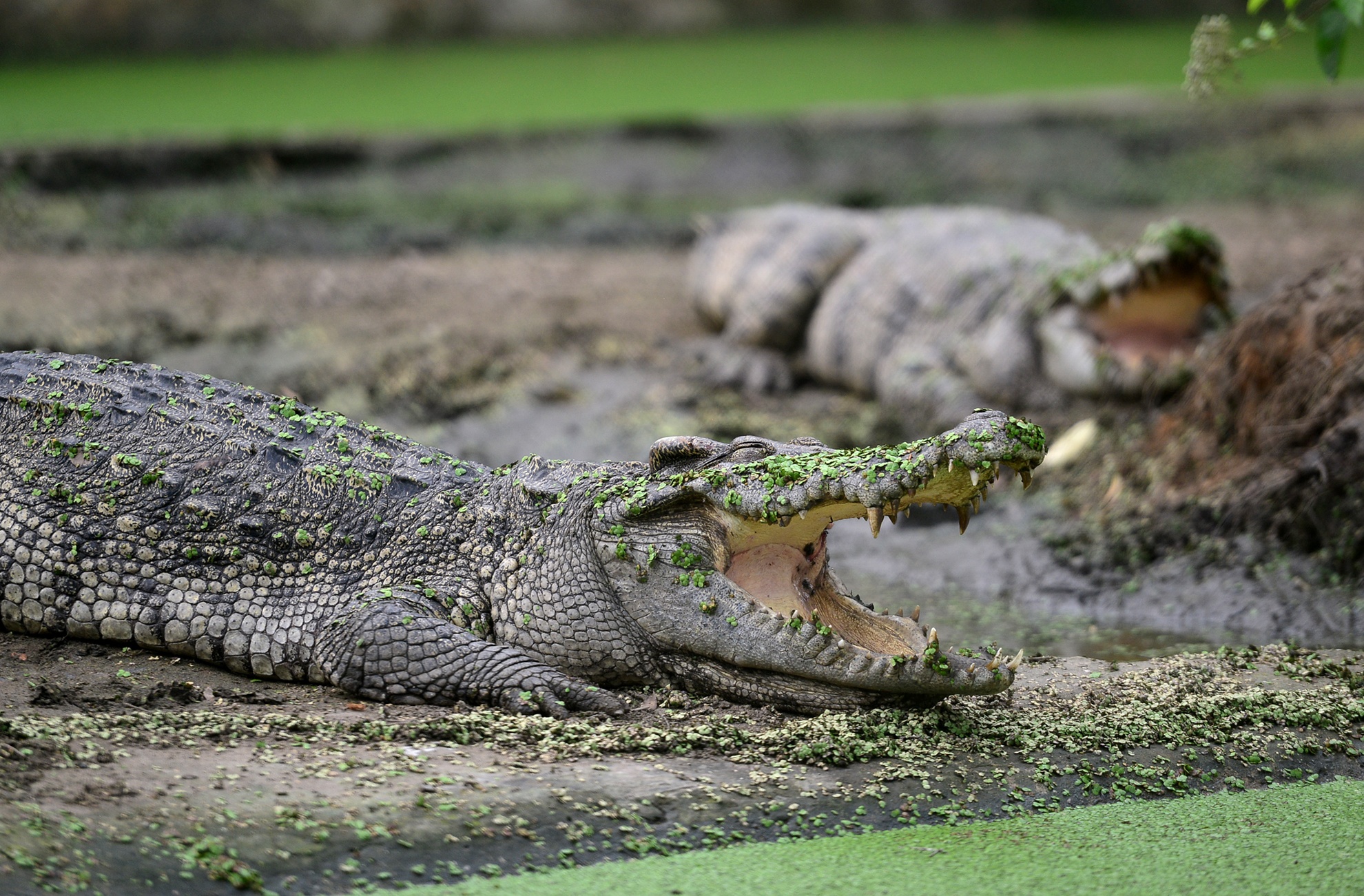 Ben trong trai ca sau san xuat khep kin o Sai Gon anh 10