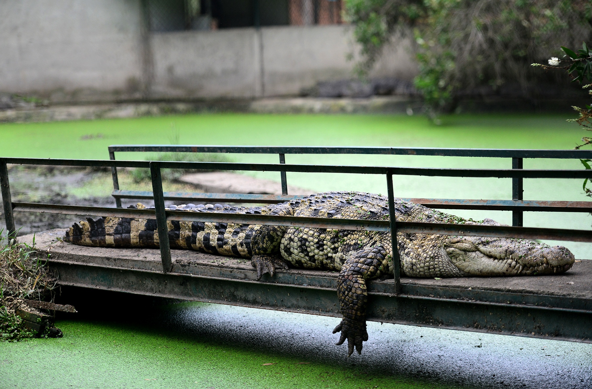 Ben trong trai ca sau san xuat khep kin o Sai Gon anh 11