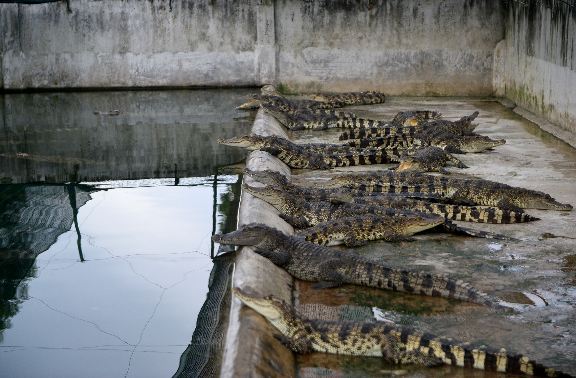 Ben trong trai ca sau san xuat khep kin o Sai Gon anh 1