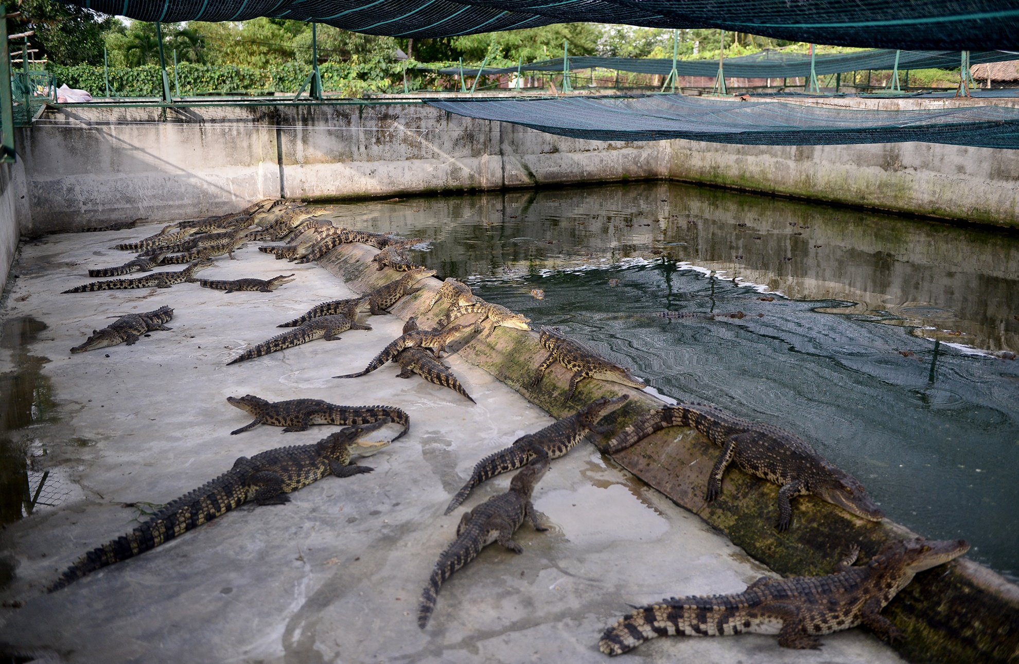 Ben trong trai ca sau san xuat khep kin o Sai Gon anh 2